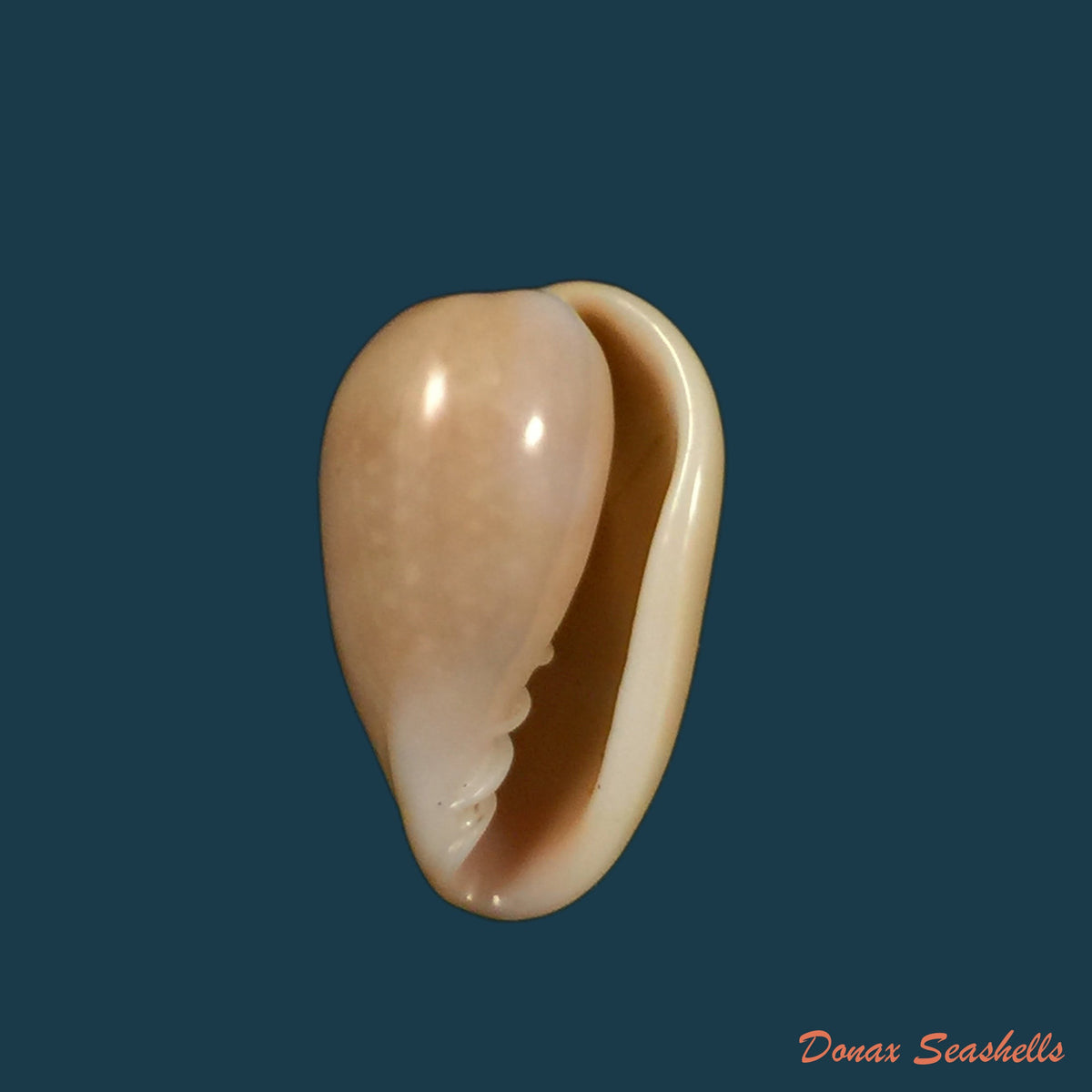copia-de-bullata-analuciae-souza-coovert-2001-23-5mm-1