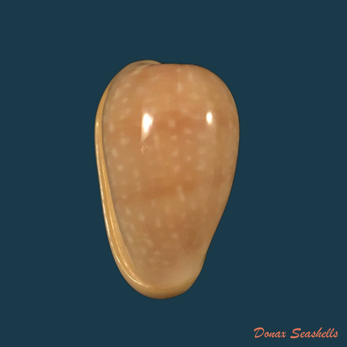 copia-de-bullata-analuciae-souza-coovert-2001-24-7mm
