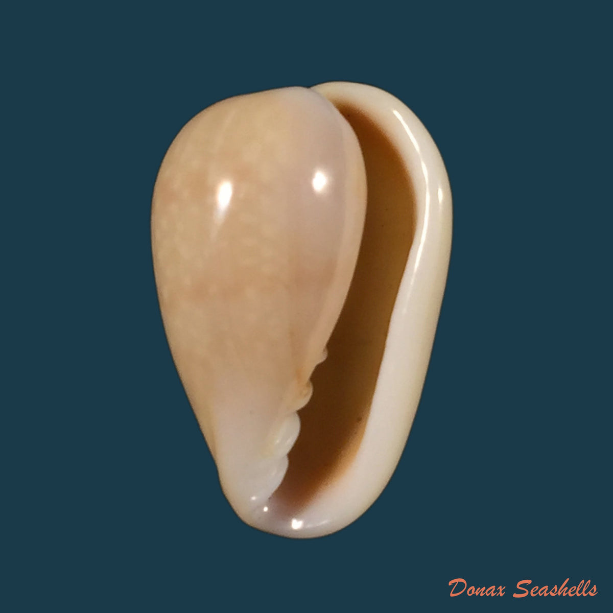 copia-de-bullata-analuciae-souza-coovert-2001-24-7mm