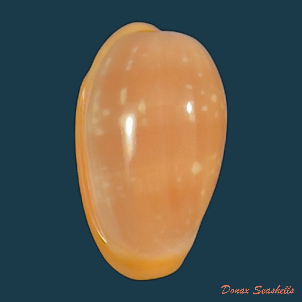 copia-de-bullata-largillieri-kiener-1841-16-7mm