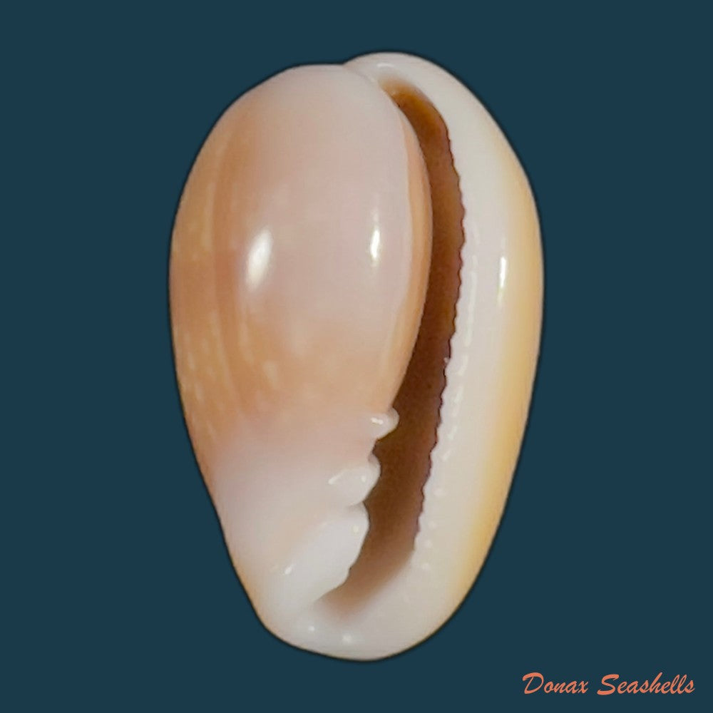 copia-de-bullata-largillieri-kiener-1841-16-7mm