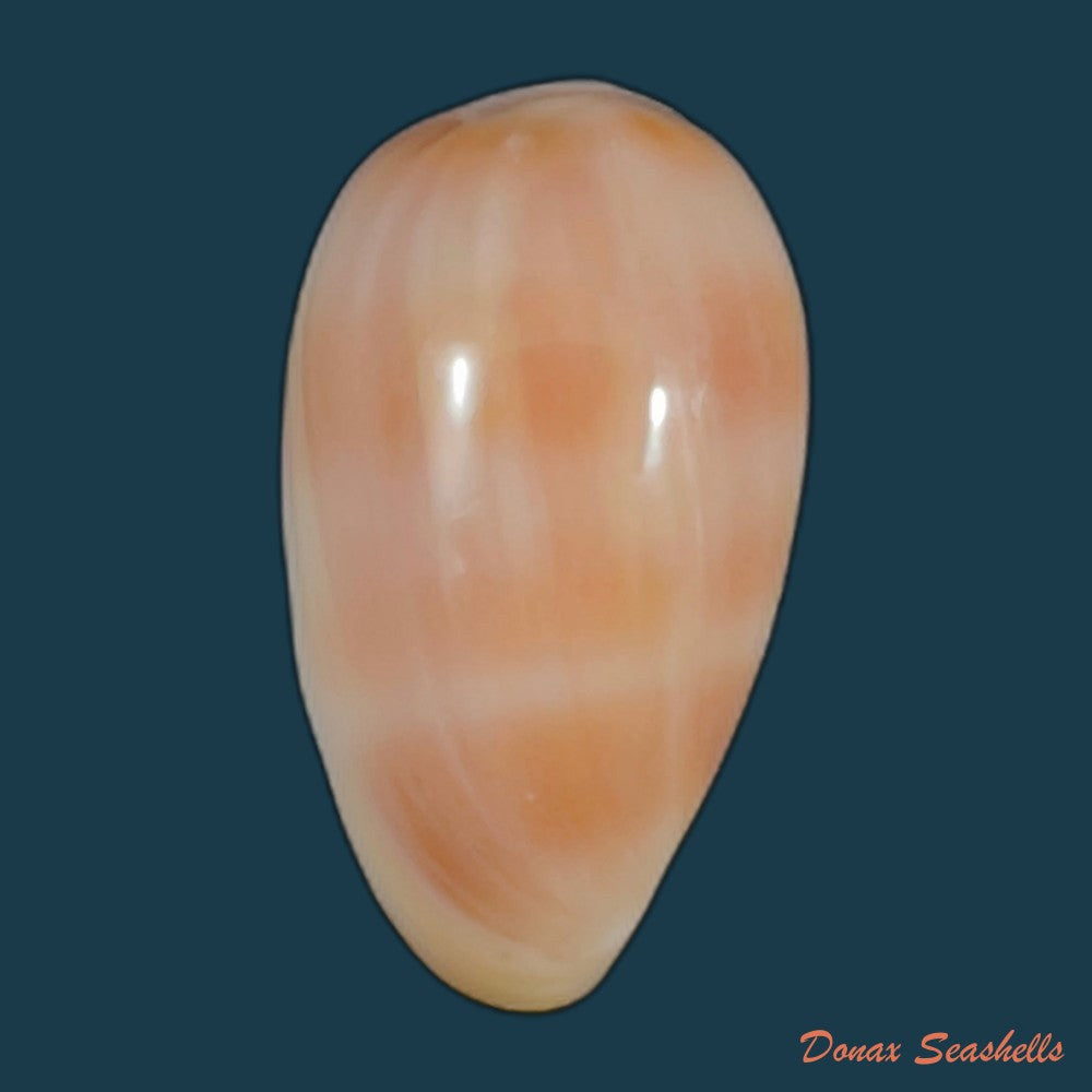 copia-de-bullata-largillieri-kiener-1841-17-9mm
