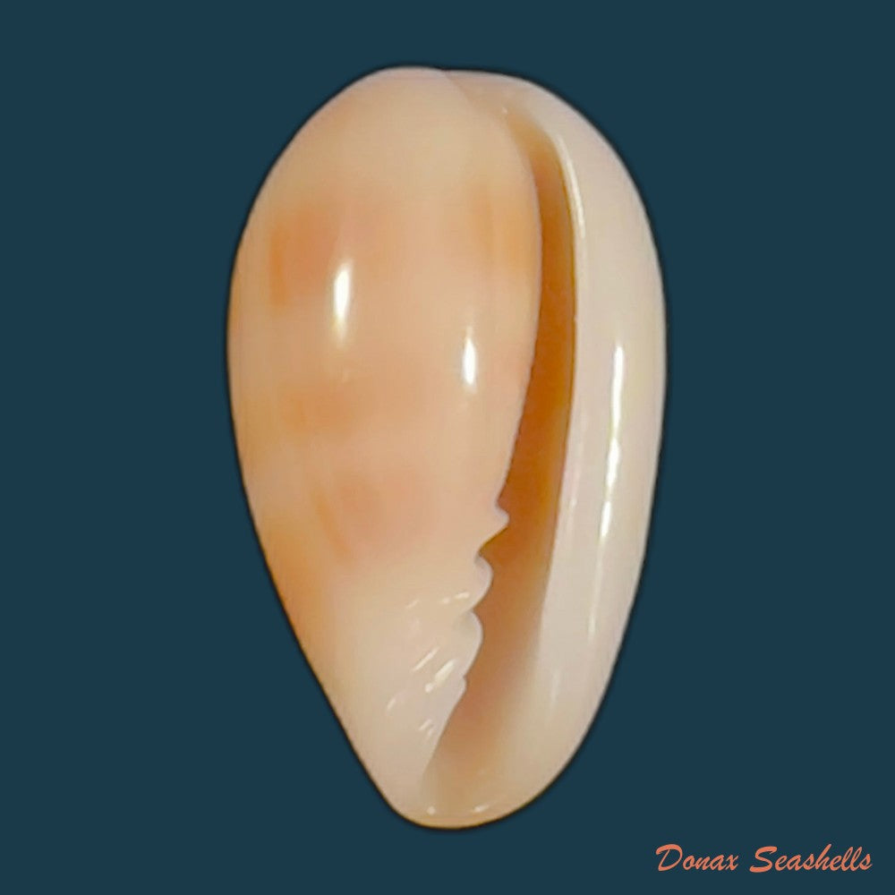 copia-de-bullata-largillieri-kiener-1841-17-9mm