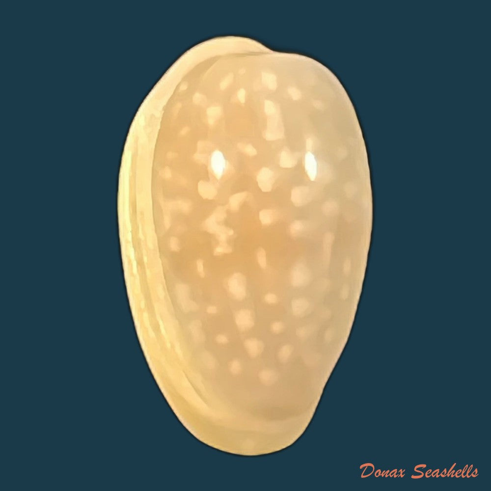 copia-de-bullata-largillierti-kiener-1841-14-7mm