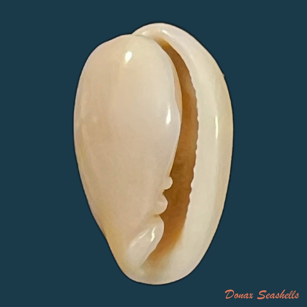 copia-de-bullata-largillierti-kiener-1841-14-7mm