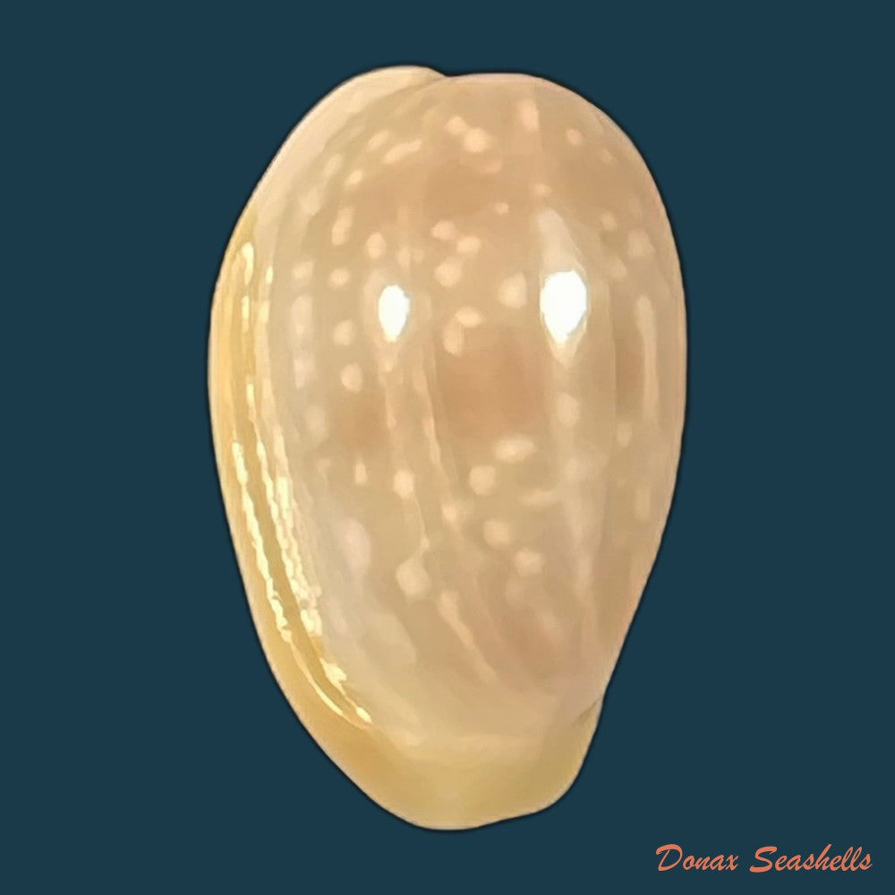 copia-de-bullata-largillierti-kiener-1841-15-5mm