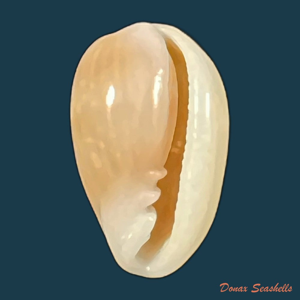 copia-de-bullata-largillierti-kiener-1841-15-5mm