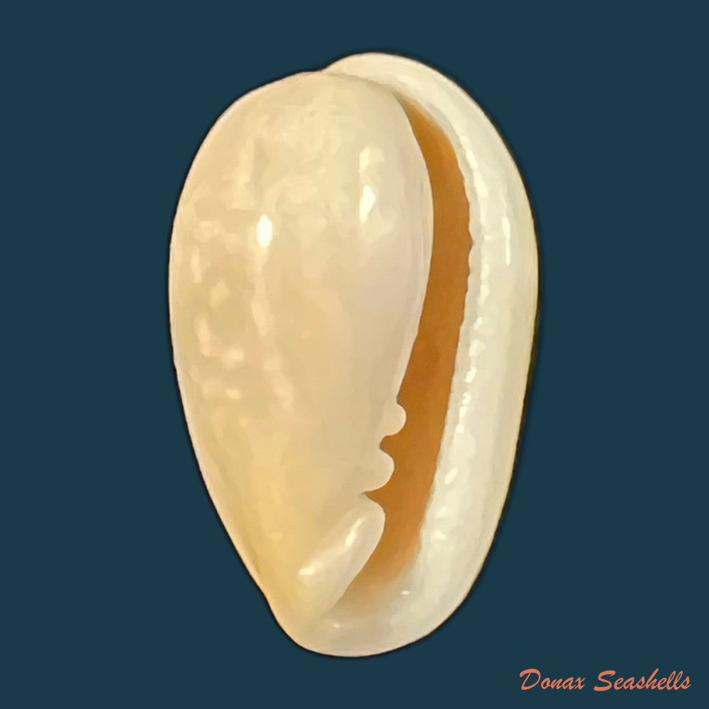 copia-de-bullata-largillierti-kiener-1841-16-2mm-1
