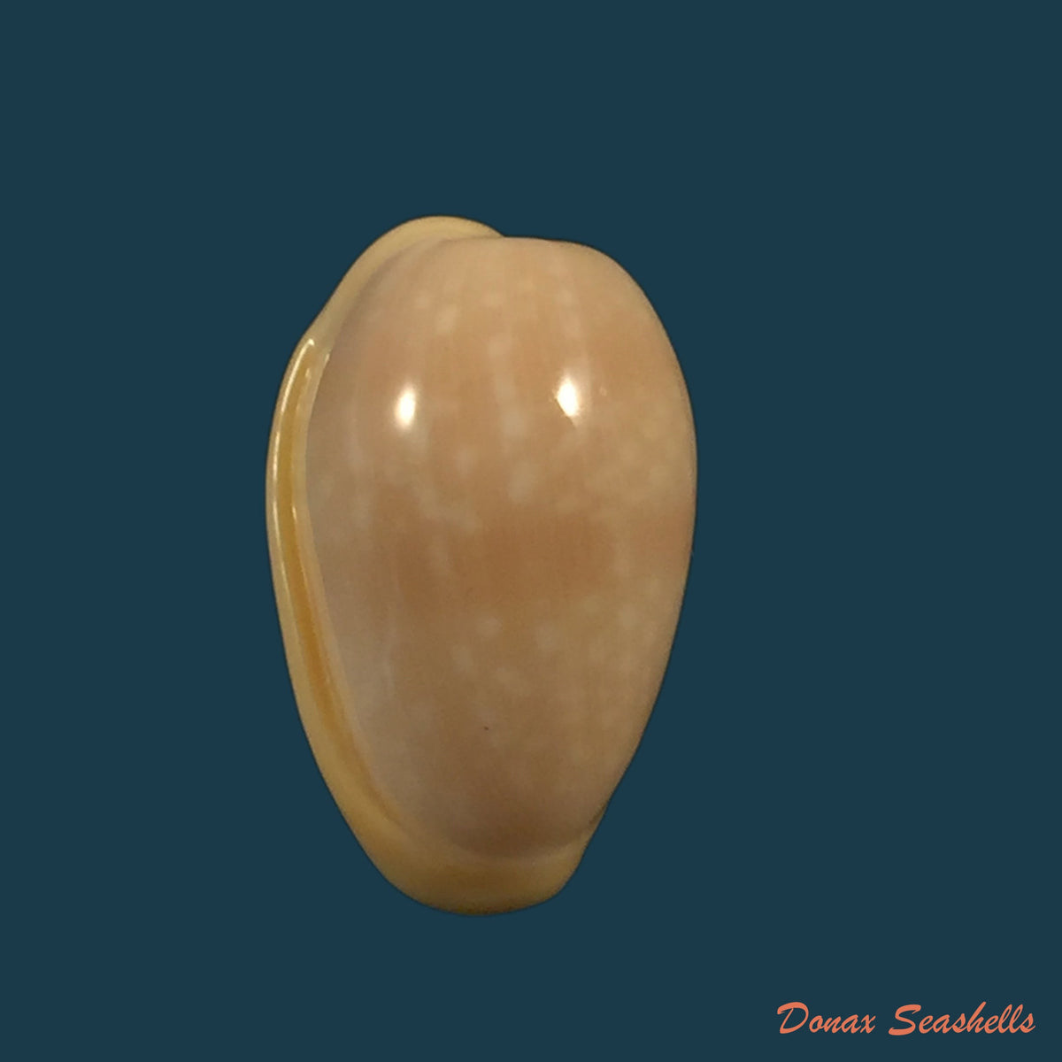 copia-de-bullata-largillierti-kiener-1841-16-2mm