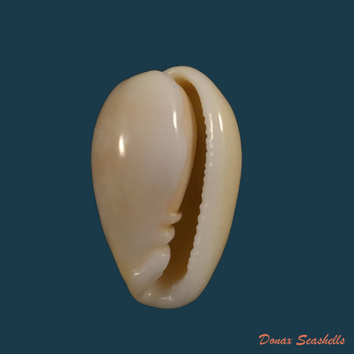 copia-de-bullata-largillierti-kiener-1841-16-2mm