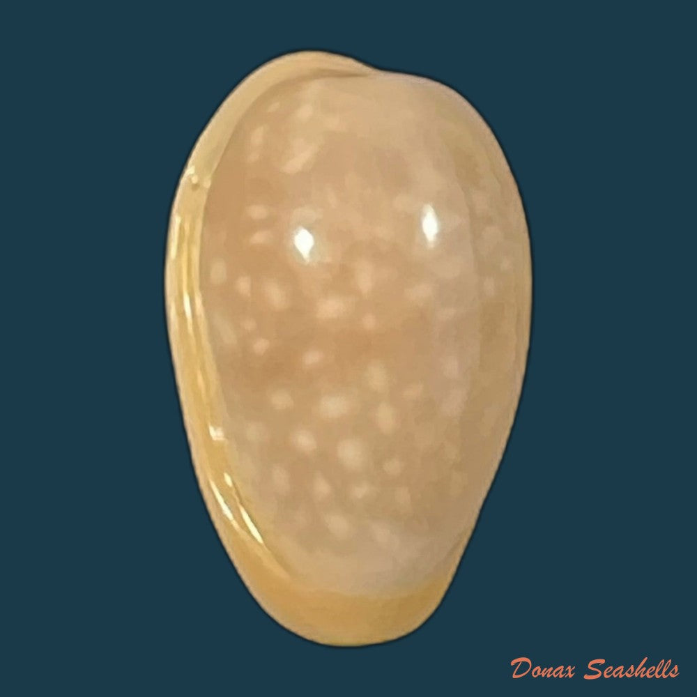 copia-de-bullata-largillierti-kiener-1841-16-3mm-1