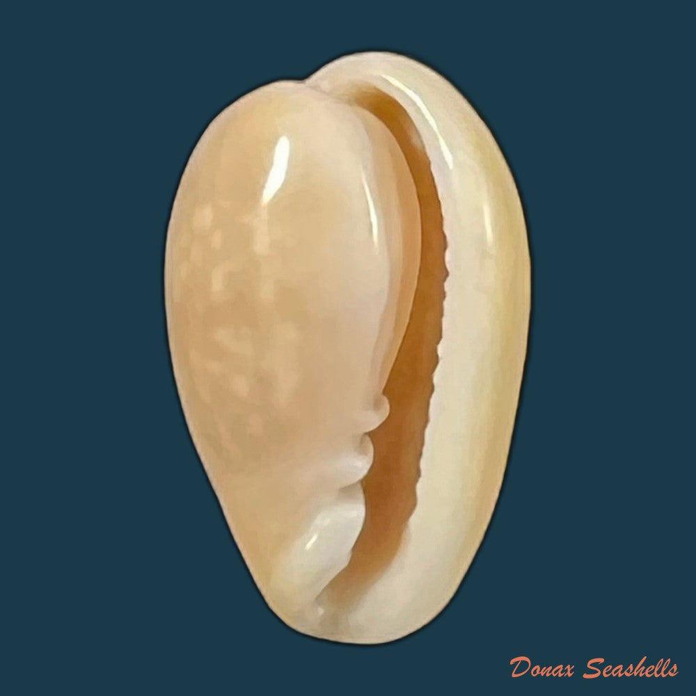 copia-de-bullata-largillierti-kiener-1841-16-3mm-1