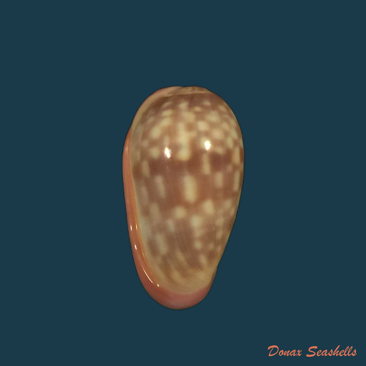 copia-de-bullata-lilacina-g-b-sowerby-ii-1846-21-6mm-2