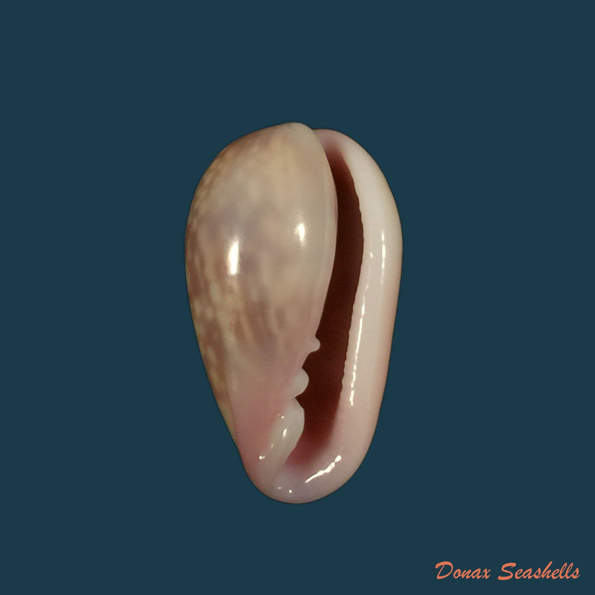 copia-de-bullata-lilacina-g-b-sowerby-ii-1846-21-6mm-2