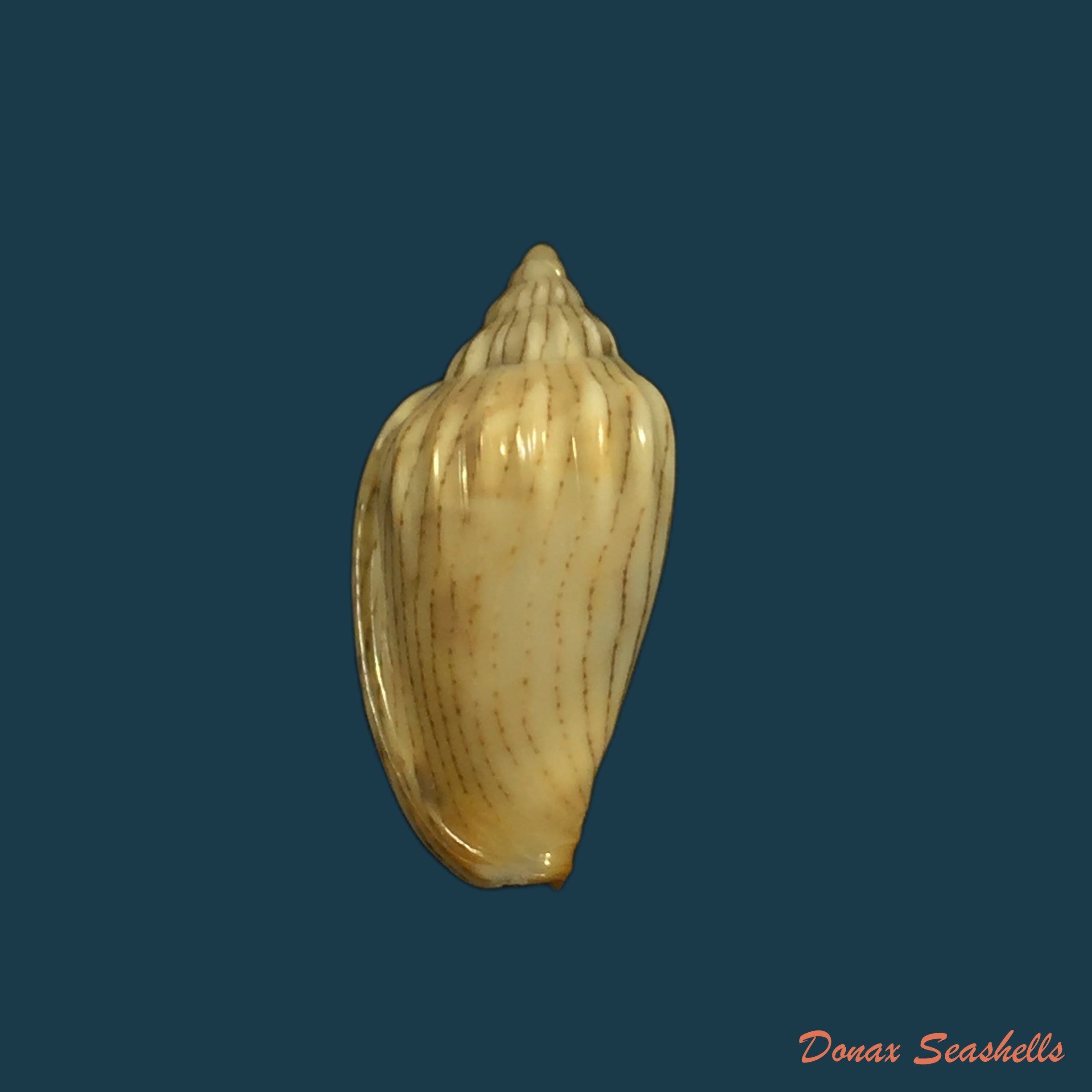 copia-de-bullata-lilacina-g-b-sowerby-ii-1846-26-3mm