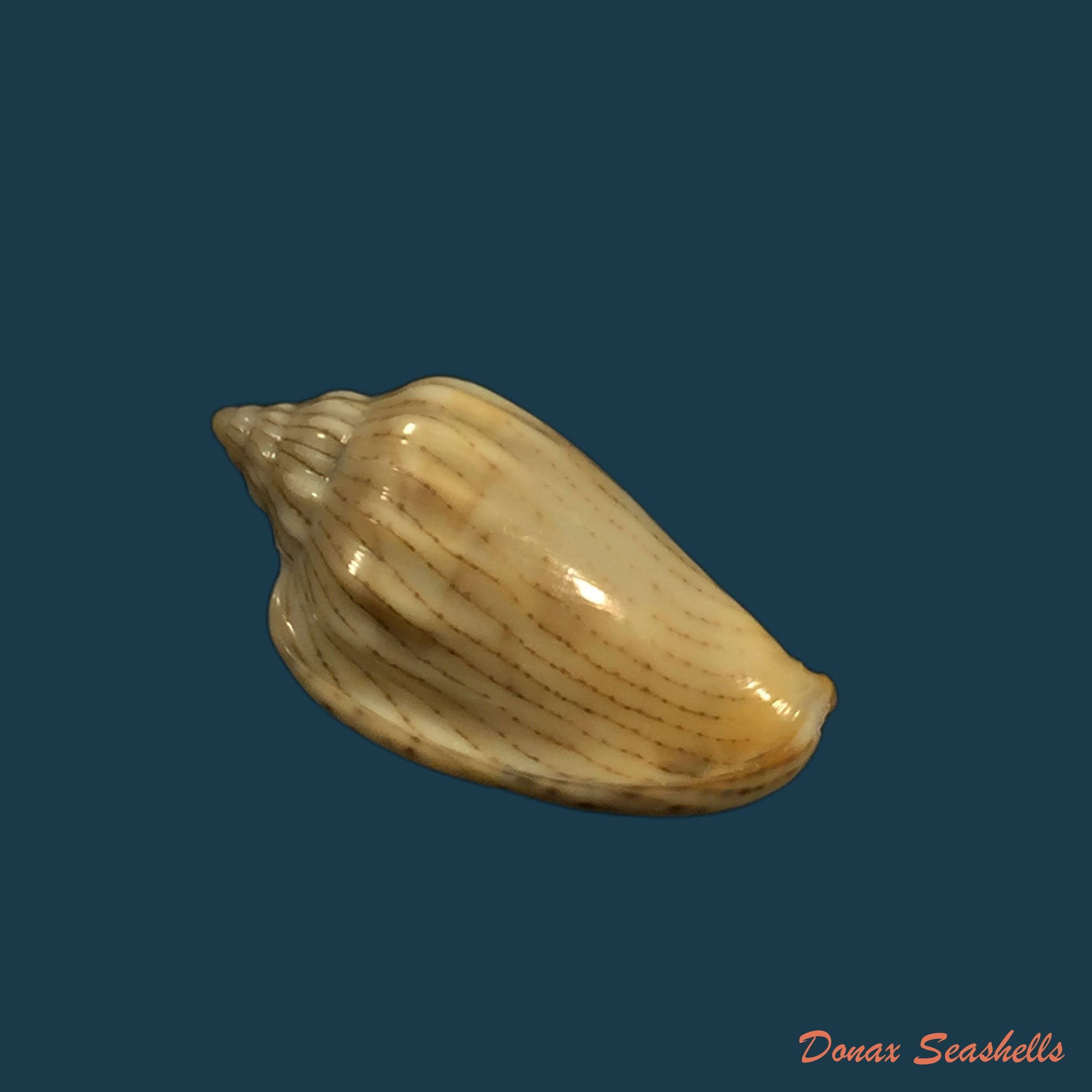copia-de-bullata-lilacina-g-b-sowerby-ii-1846-26-3mm