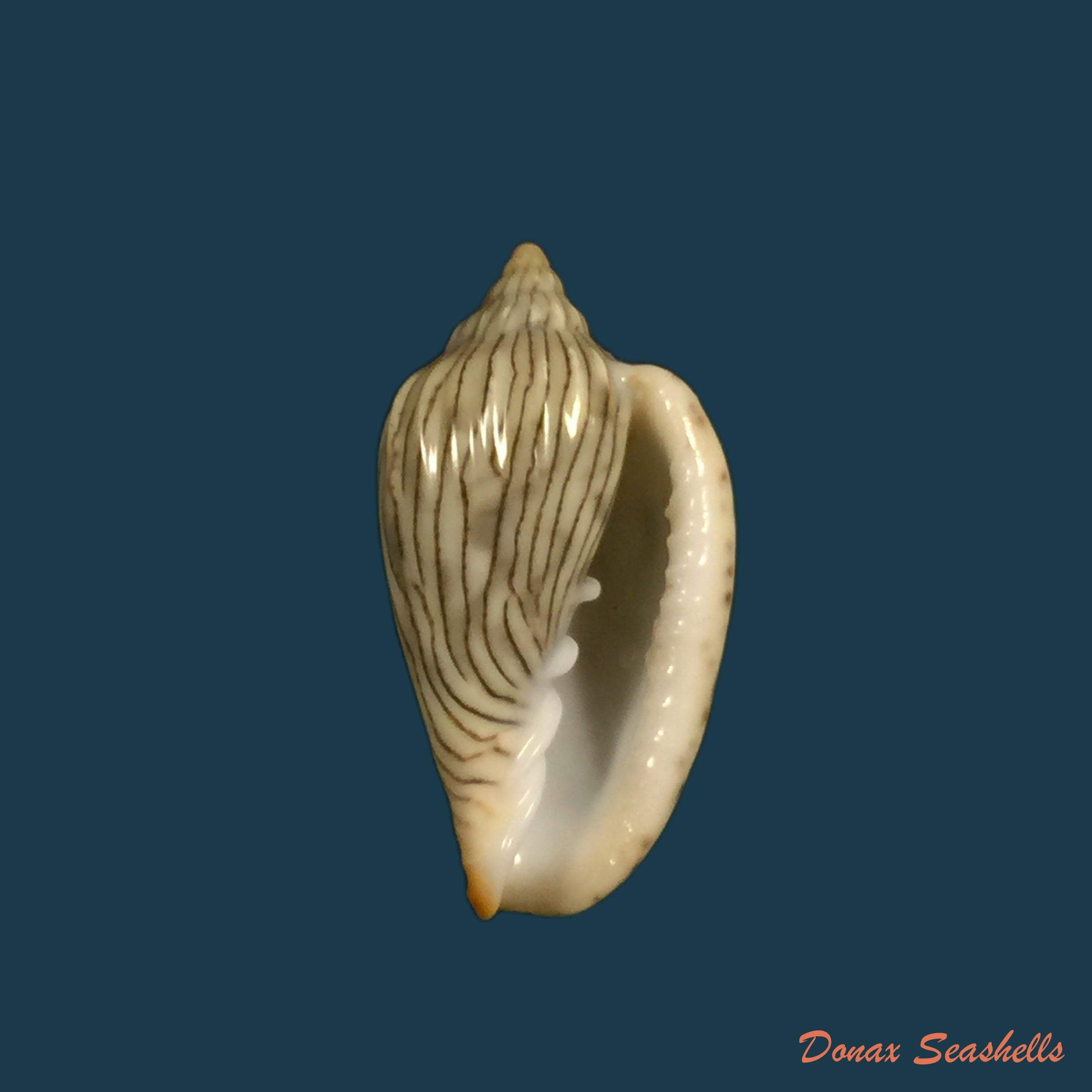 copia-de-bullata-lilacina-g-b-sowerby-ii-1846-26-3mm