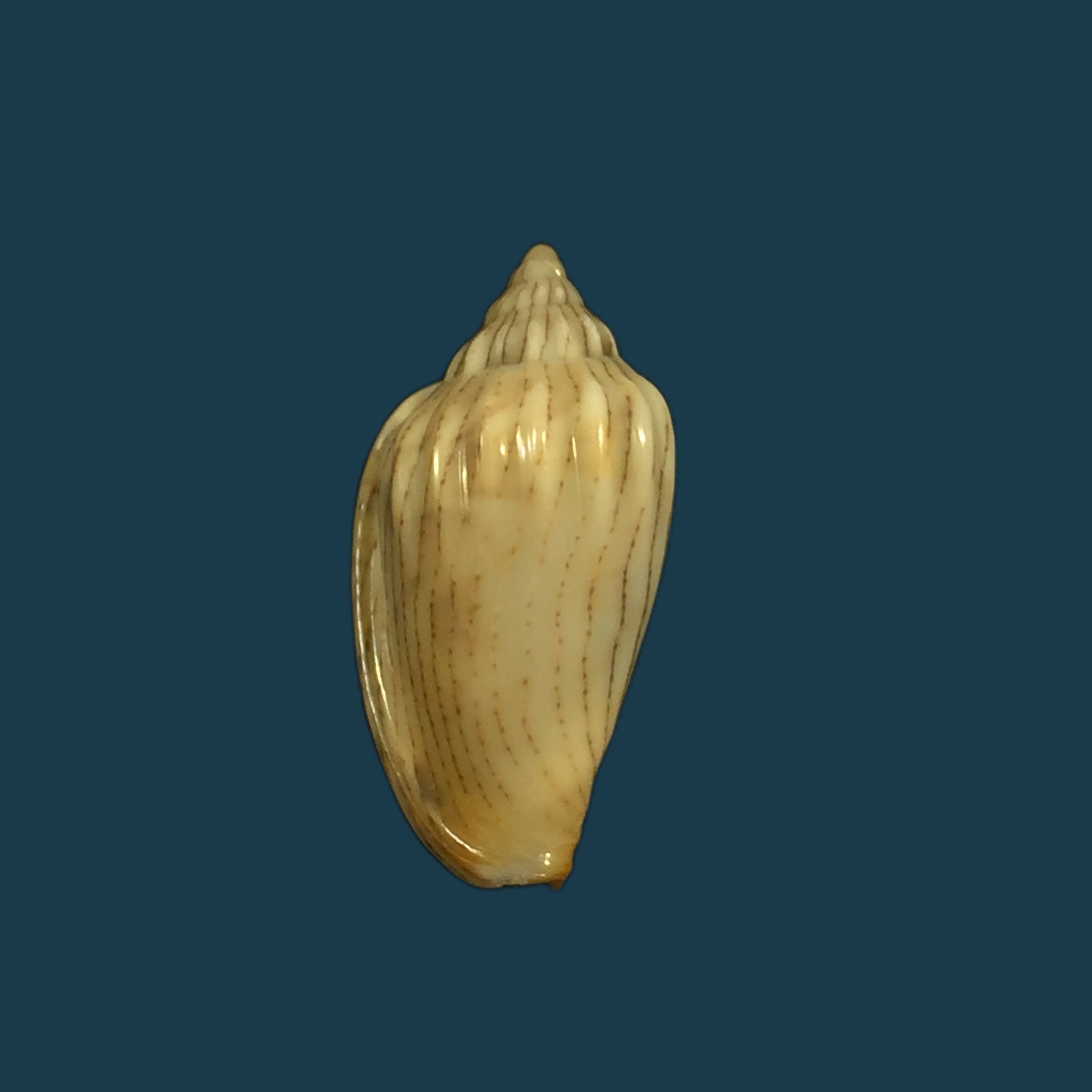 Glabella adansoni (Kiener, 1834) - 26,2mm