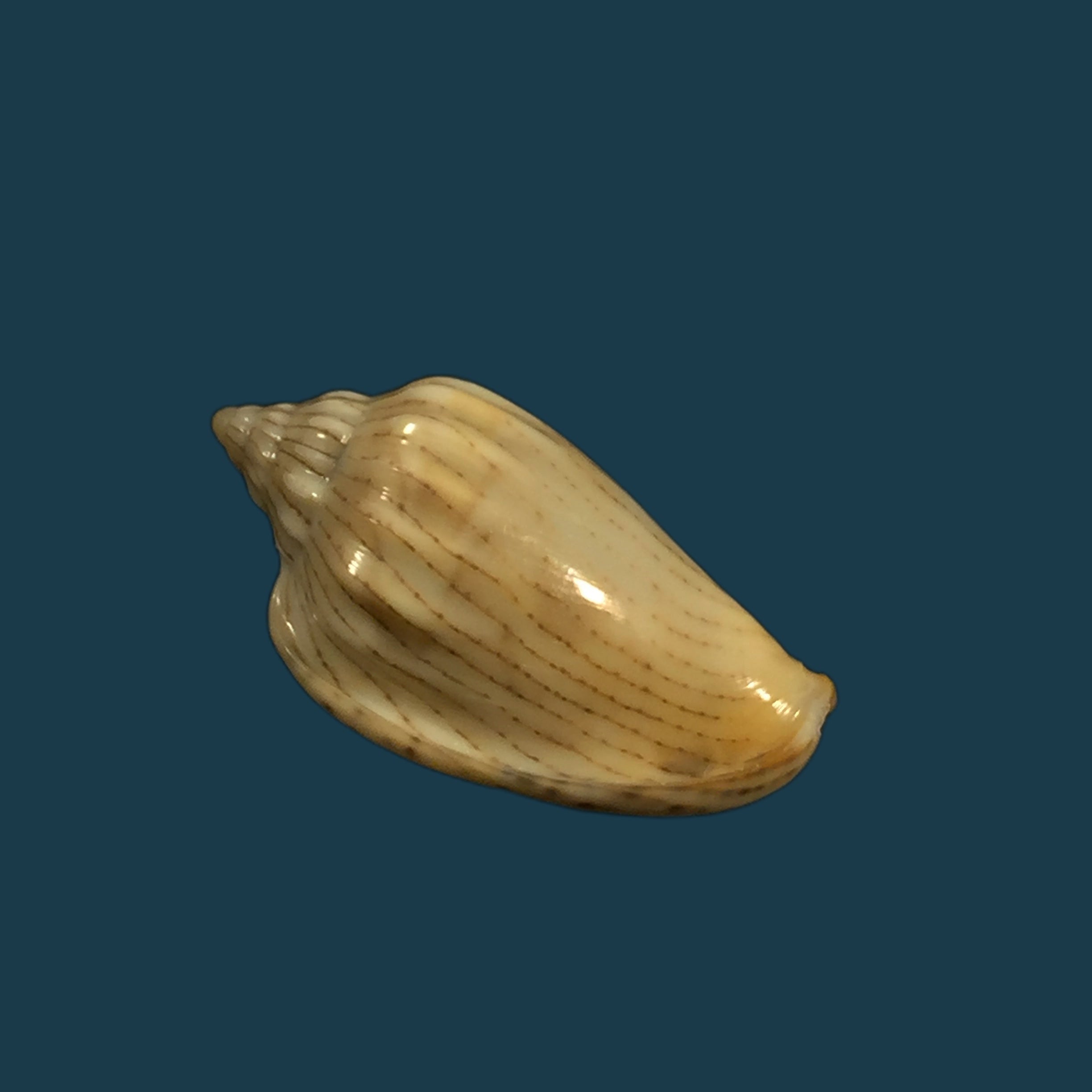 Glabella adansoni (Kiener, 1834) - 26,2mm