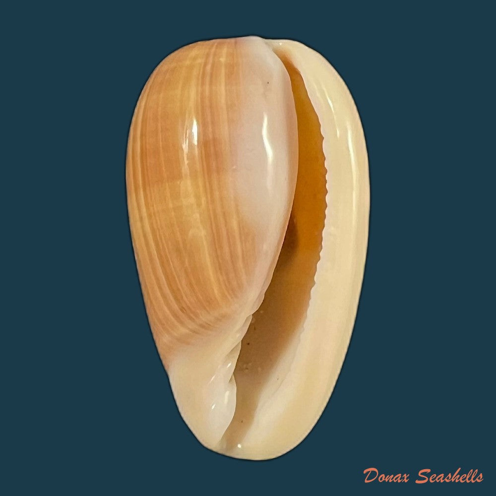 copia-de-bullata-matthewsi-tursch-van-mol-1967-43mm-1