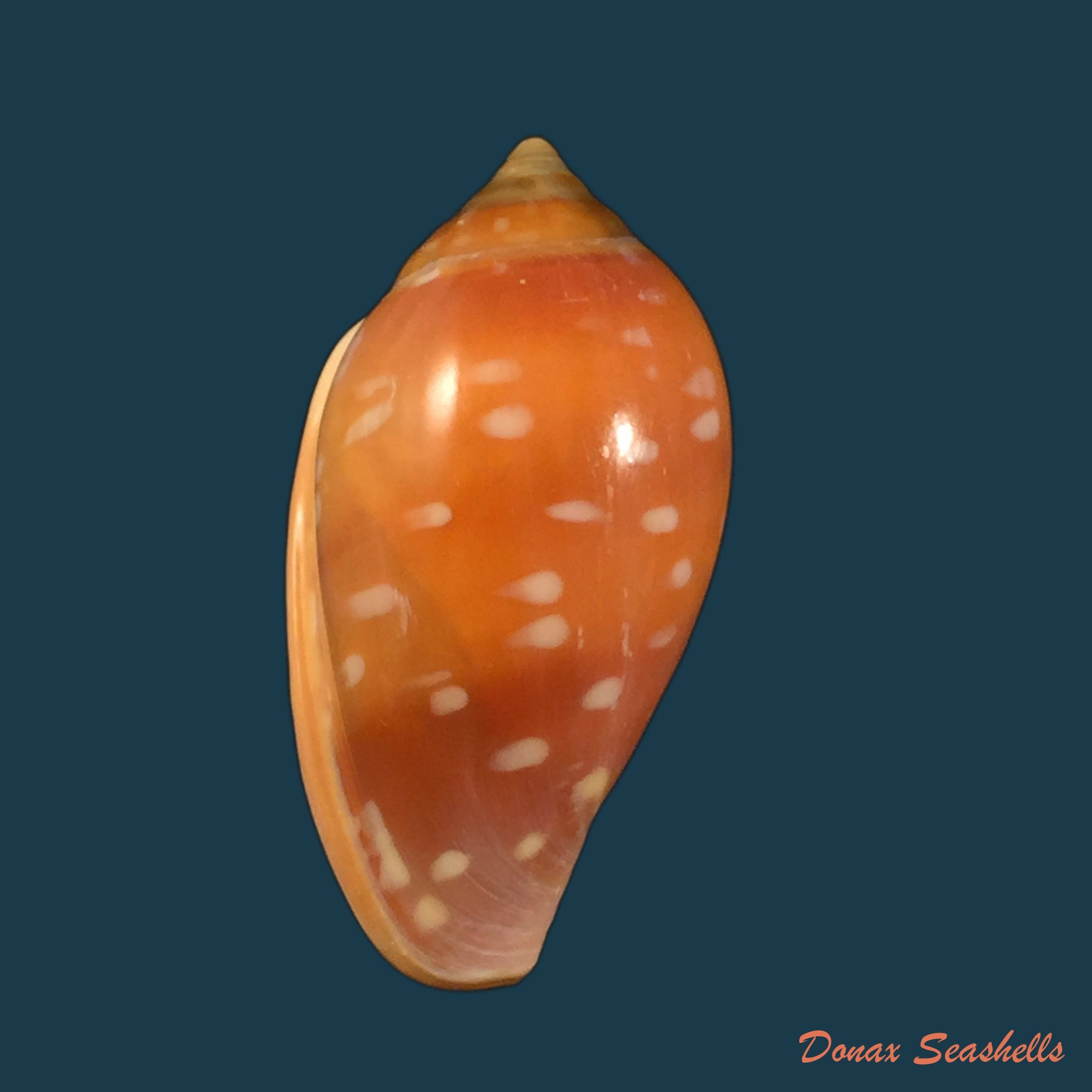 copia-de-bullata-matthewsi-tursch-van-mol-1967-43mm