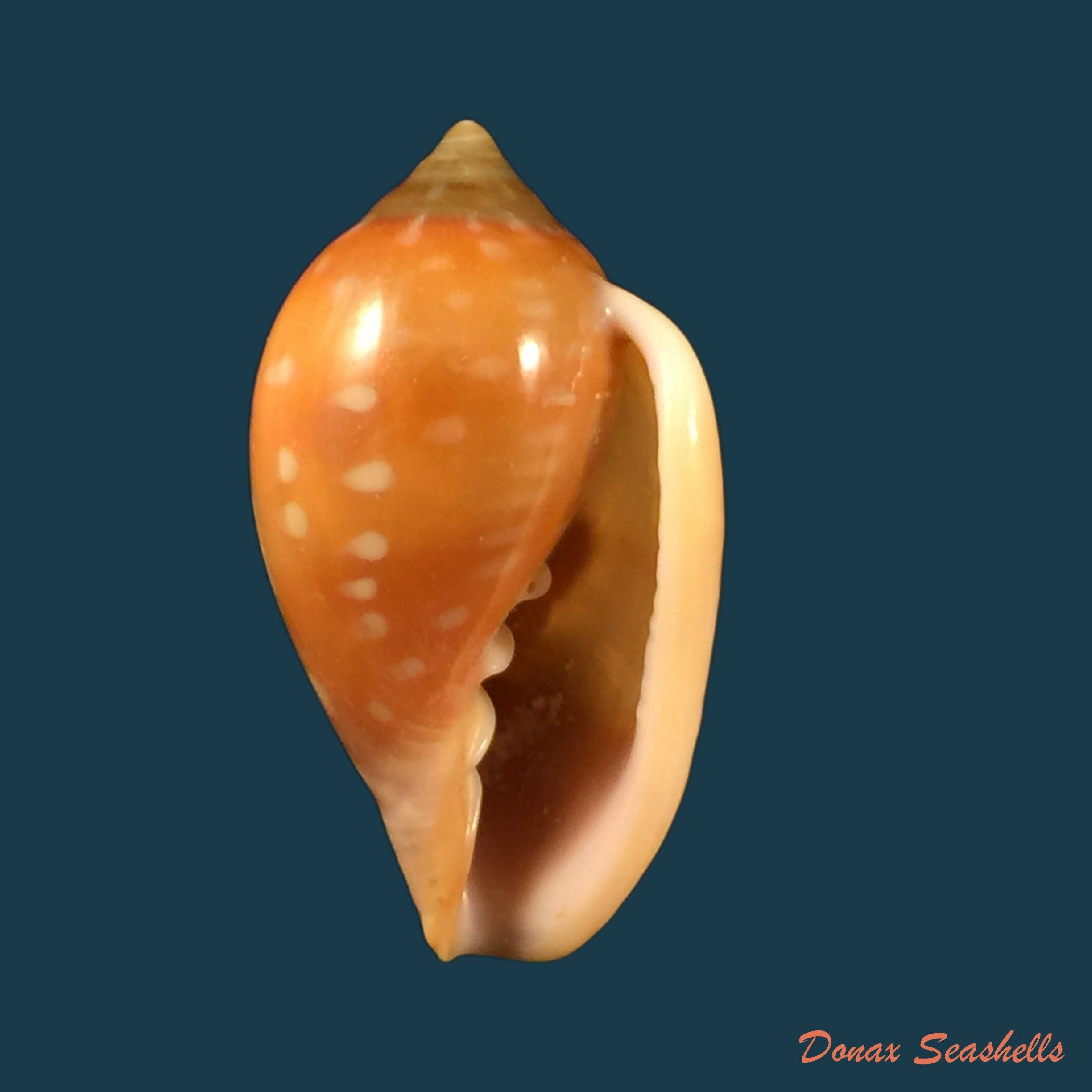 copia-de-bullata-matthewsi-tursch-van-mol-1967-43mm