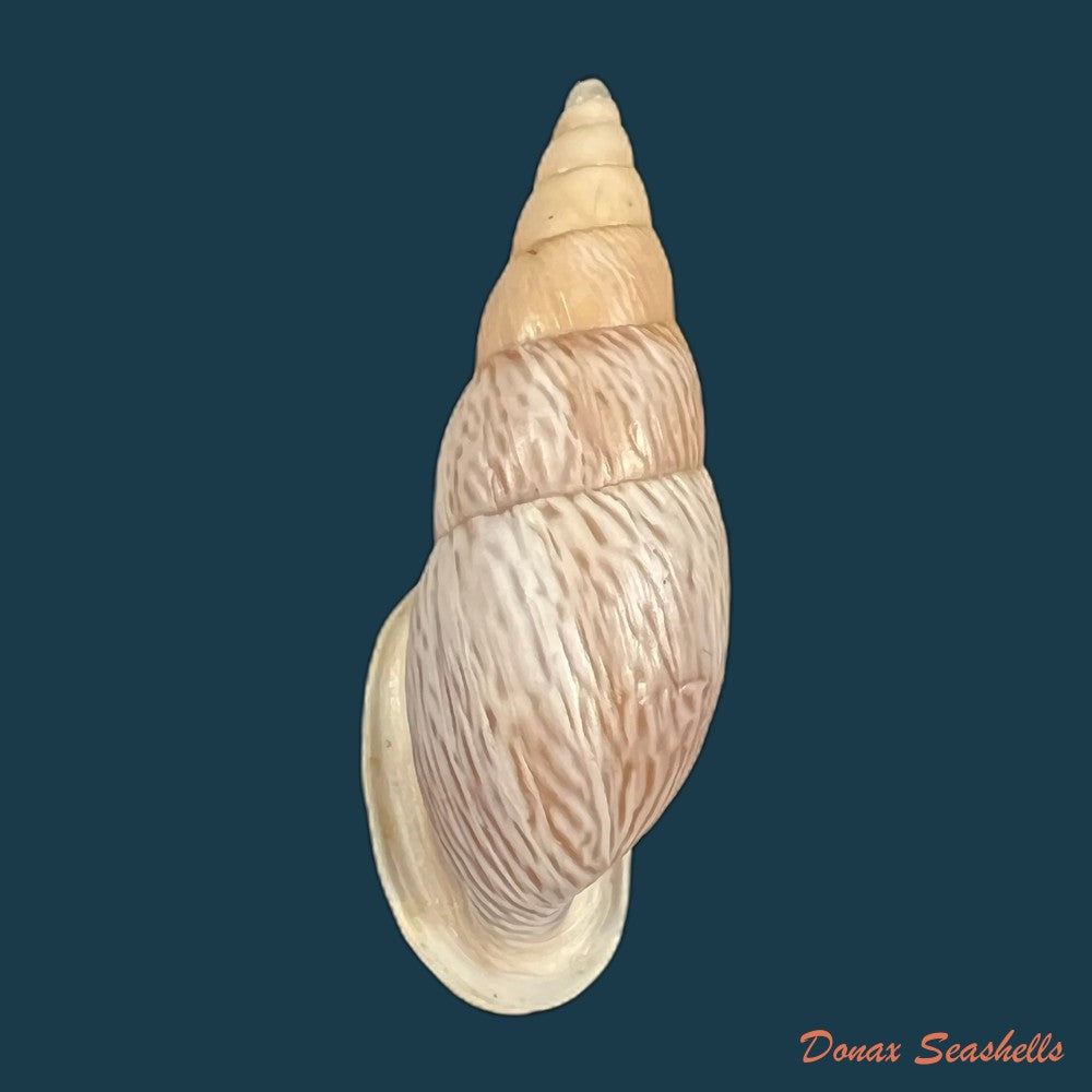copia-de-burringtonia-labrosa-menke-1828-57-9mm