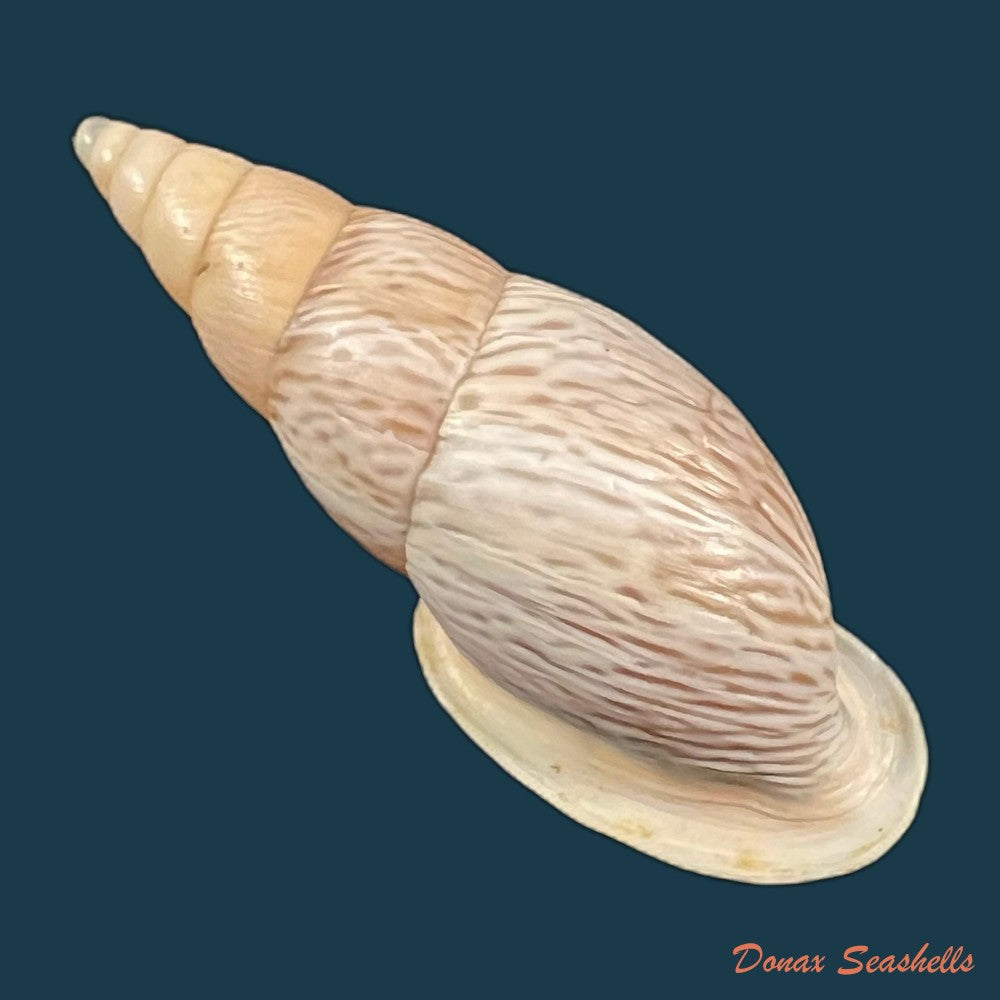 copia-de-burringtonia-labrosa-menke-1828-57-9mm