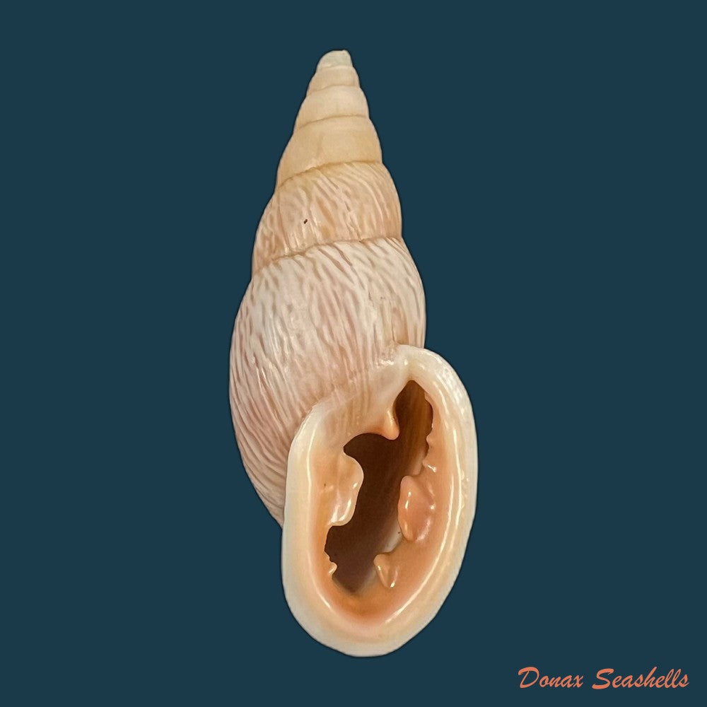 copia-de-burringtonia-labrosa-menke-1828-57-9mm