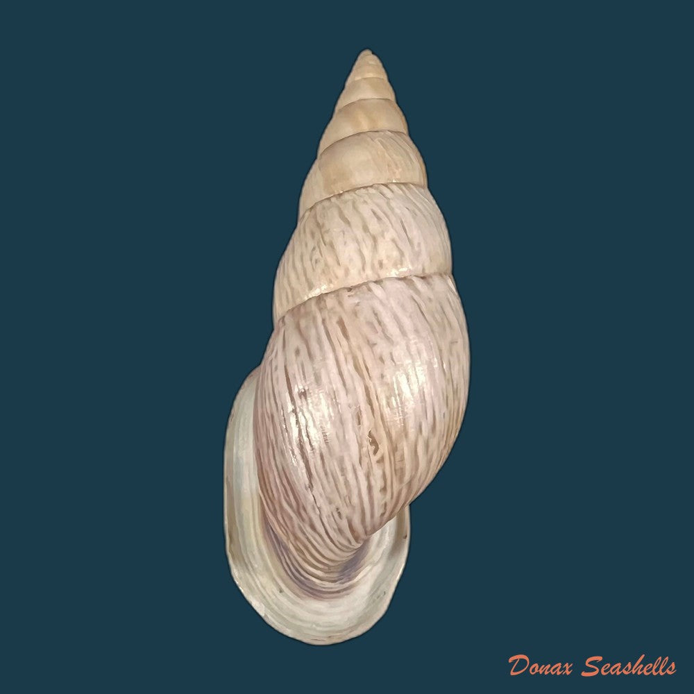 copia-de-burringtonia-labrosa-menke-1828-61-3mm
