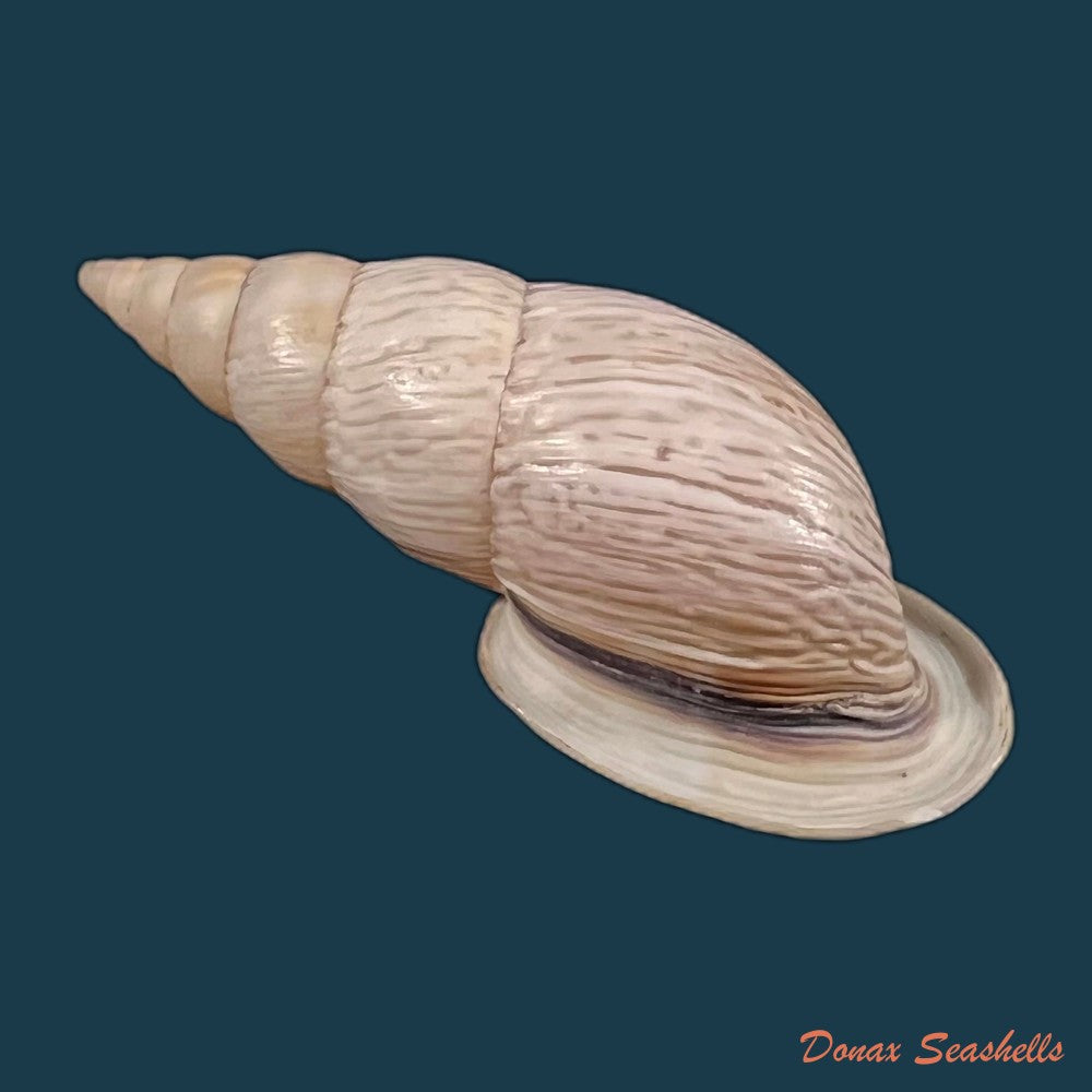 copia-de-burringtonia-labrosa-menke-1828-61-3mm