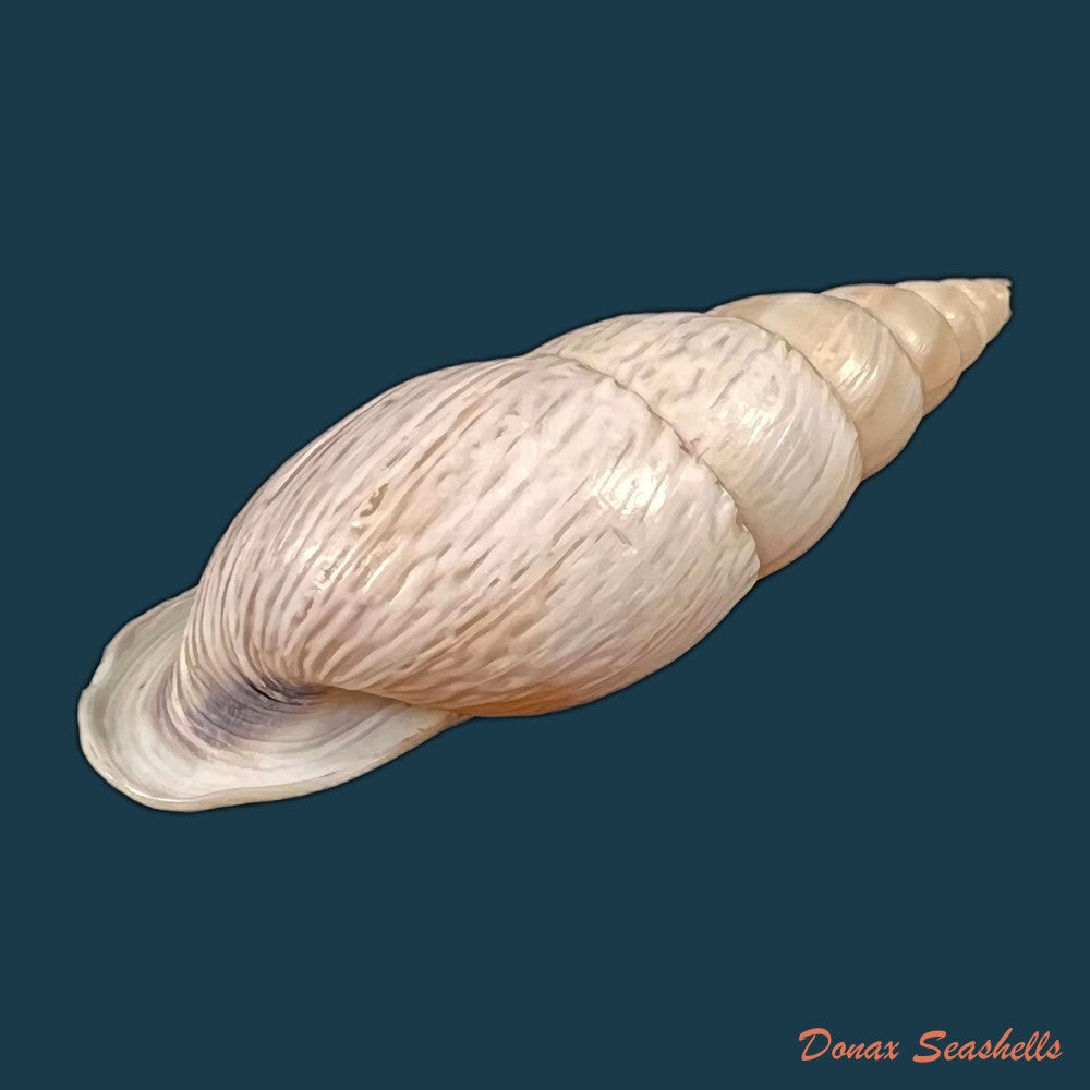 copia-de-burringtonia-labrosa-menke-1828-61-3mm
