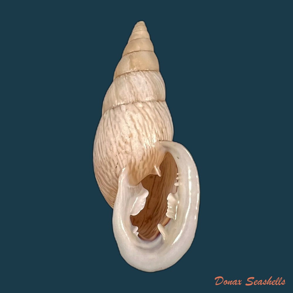 copia-de-burringtonia-labrosa-menke-1828-61-3mm