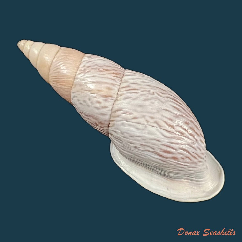 copia-de-burringtonia-pantagruelina-s-moricand-1833-45-1mm
