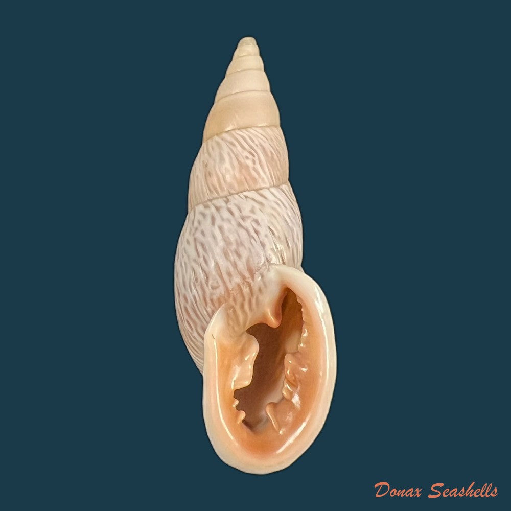 copia-de-burringtonia-pantagruelina-s-moricand-1833-45-1mm