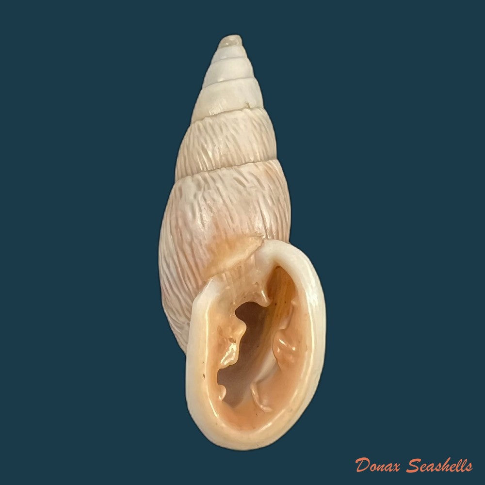 copia-de-burringtonia-pantagruelina-s-moricand-1833-46-8mm