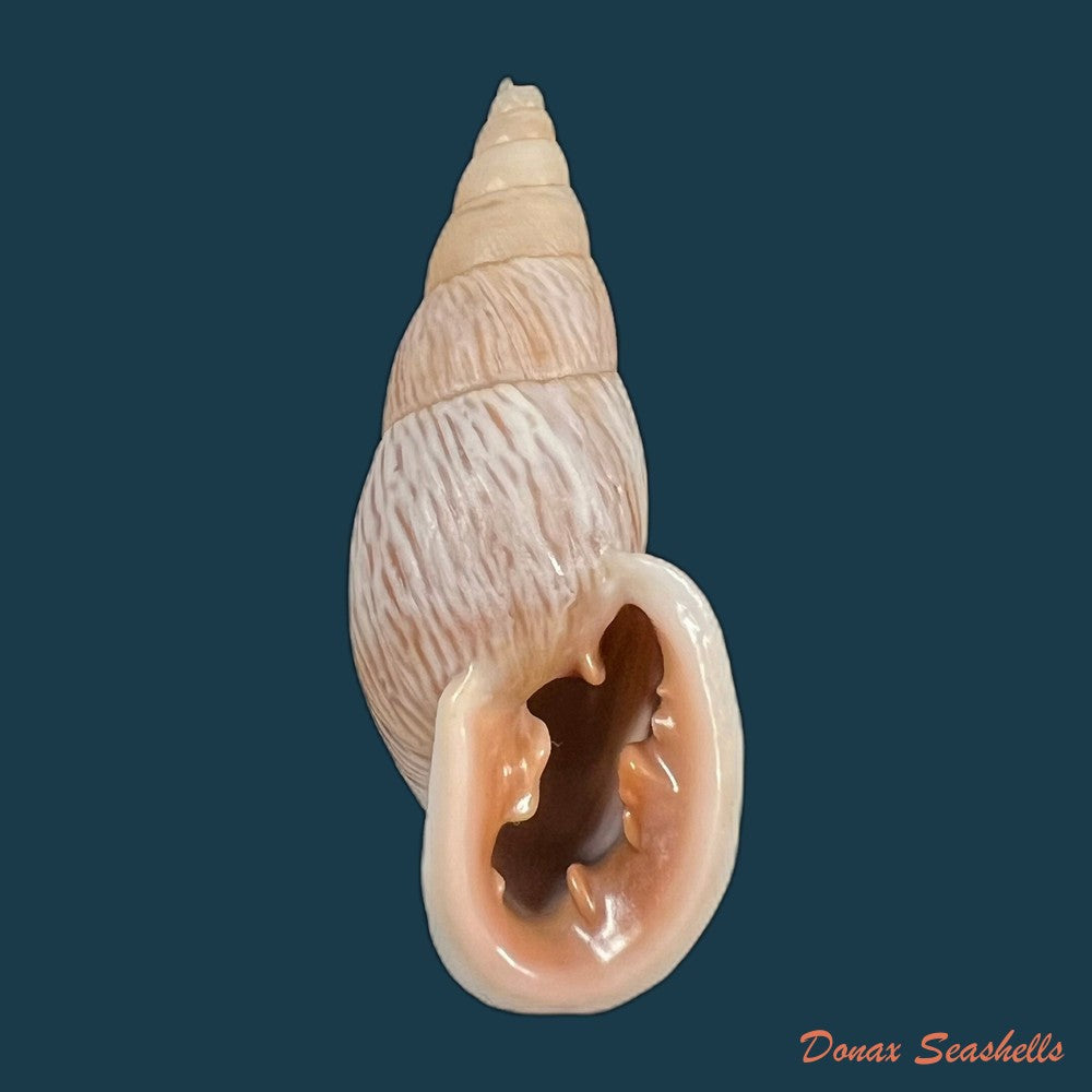 copia-de-burringtonia-pantagruelina-s-moricand-1833-47-2mm