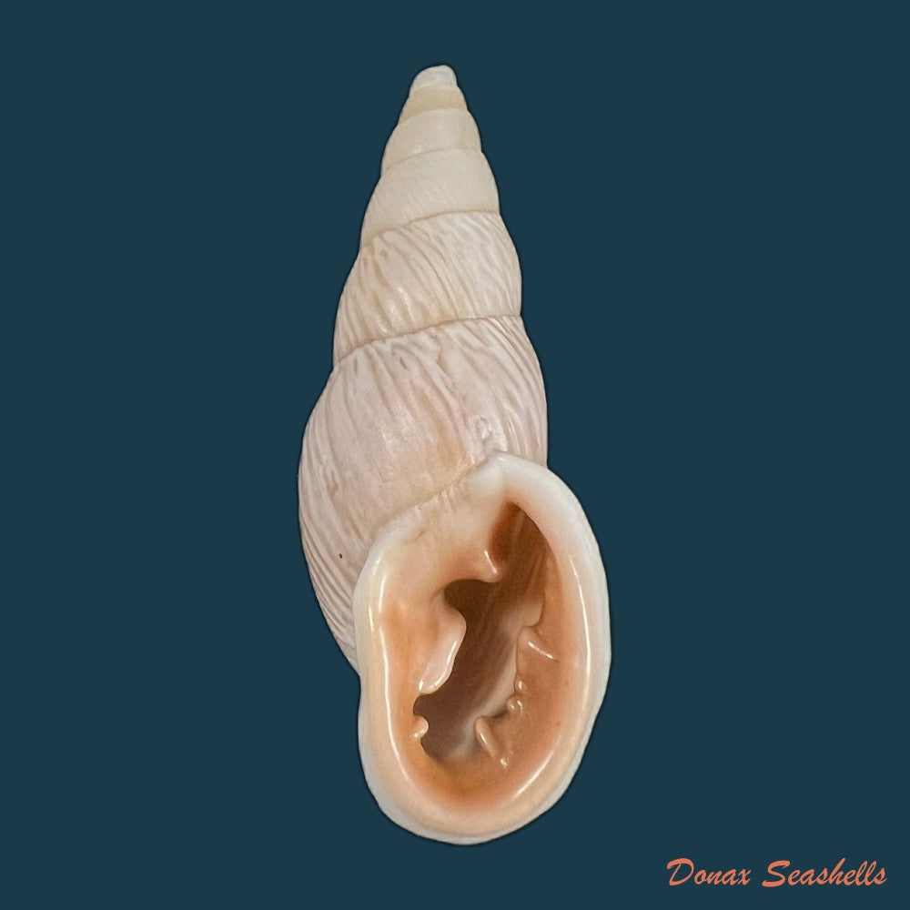 copia-de-burringtonia-pantagruelina-s-moricand-1833-48-9mm