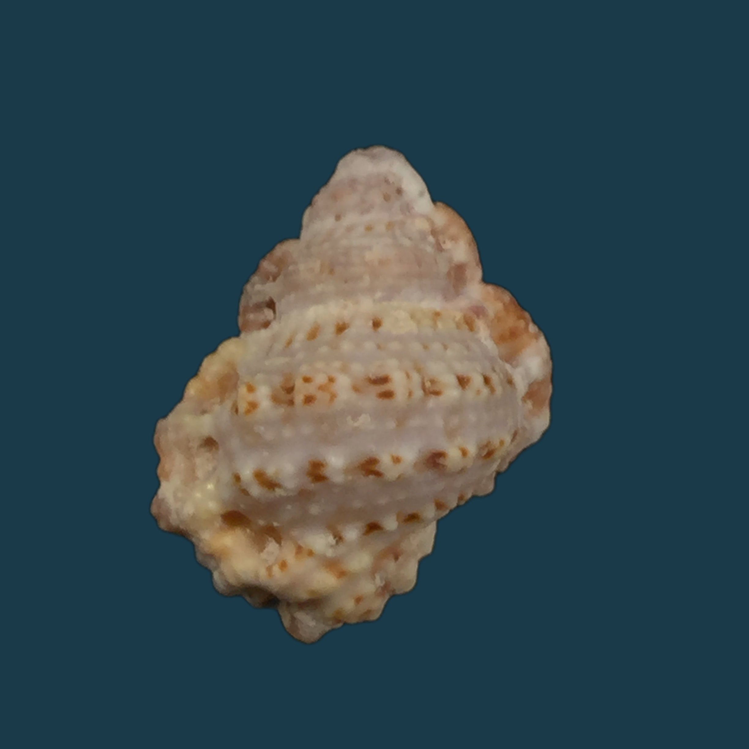 Bursa rhodostoma (G. B. Sowerby II, 1835) - 23,9mm