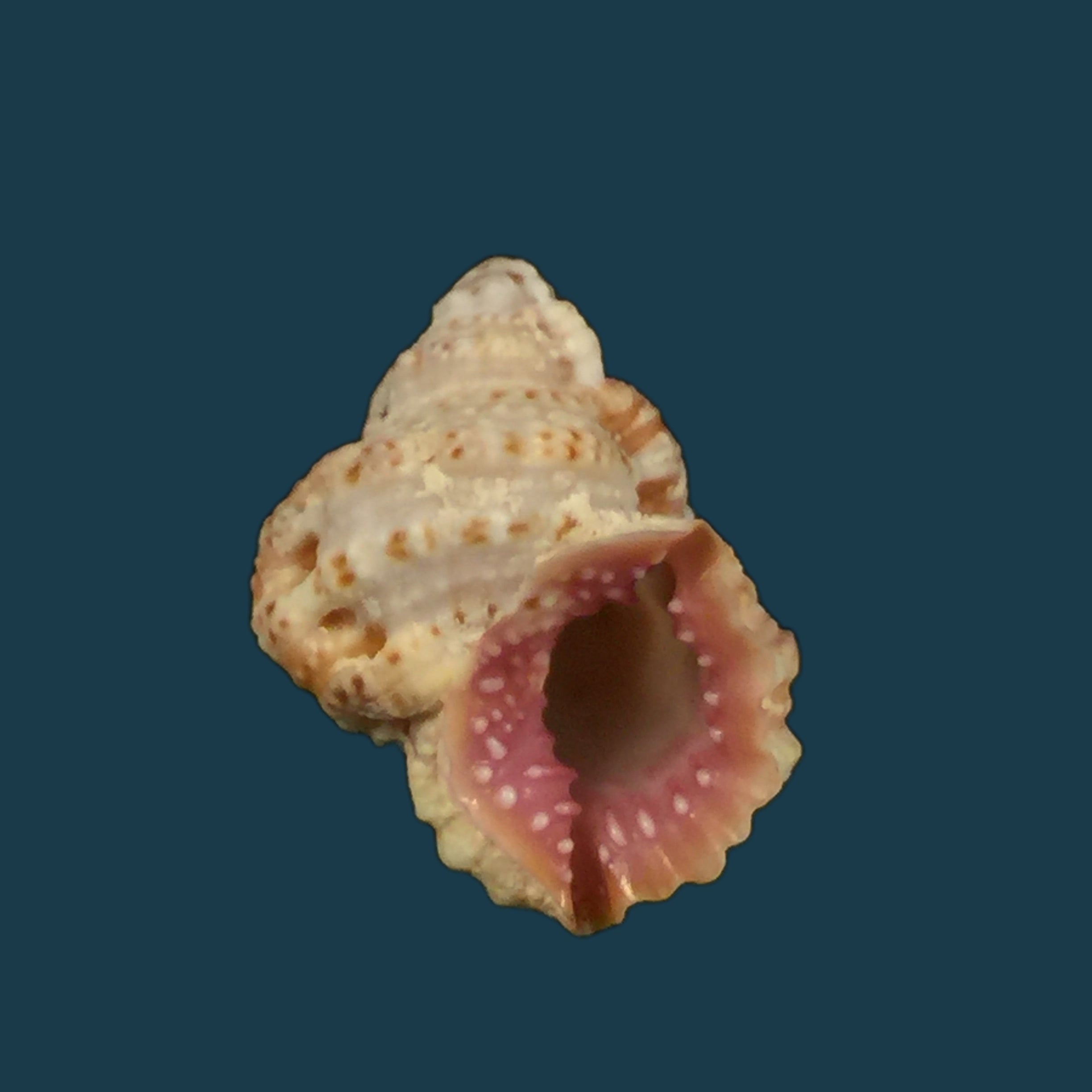Bursa rhodostoma (G. B. Sowerby II, 1835) - 23,9mm