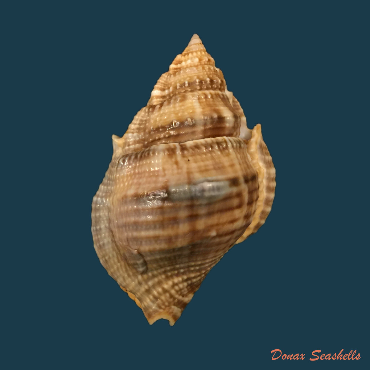 copia-de-bursa-corrugata-ponderosa-reeve-1844-65-7mm-1
