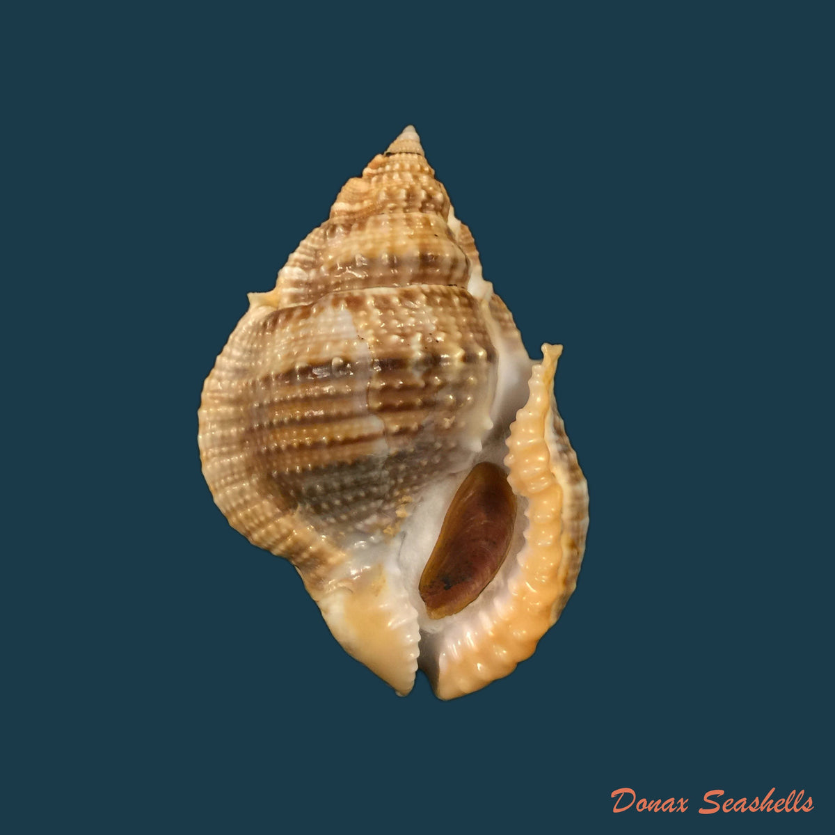 copia-de-bursa-corrugata-ponderosa-reeve-1844-65-7mm-1