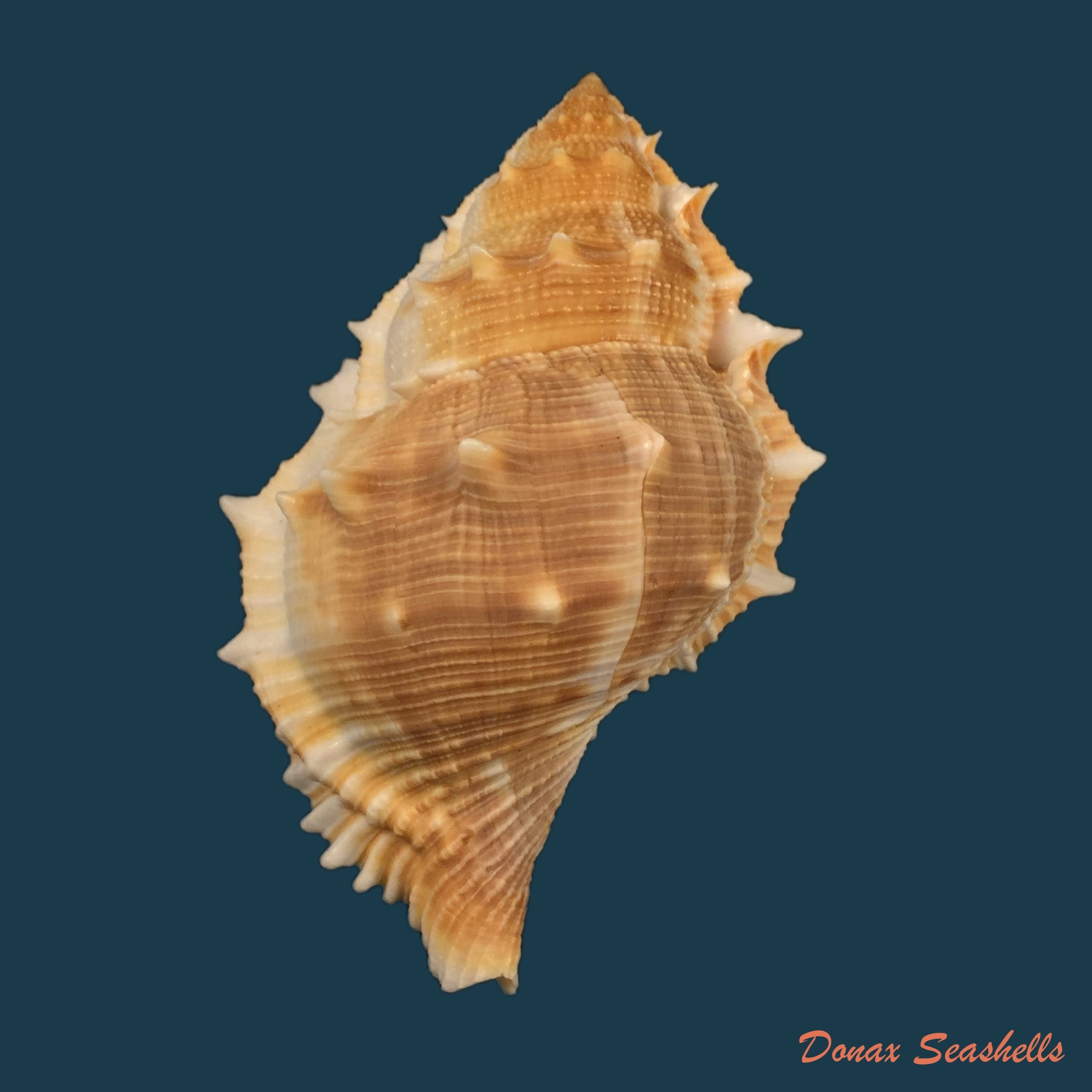 copia-de-bursa-corrugata-ponderosa-reeve-1844-65-7mm