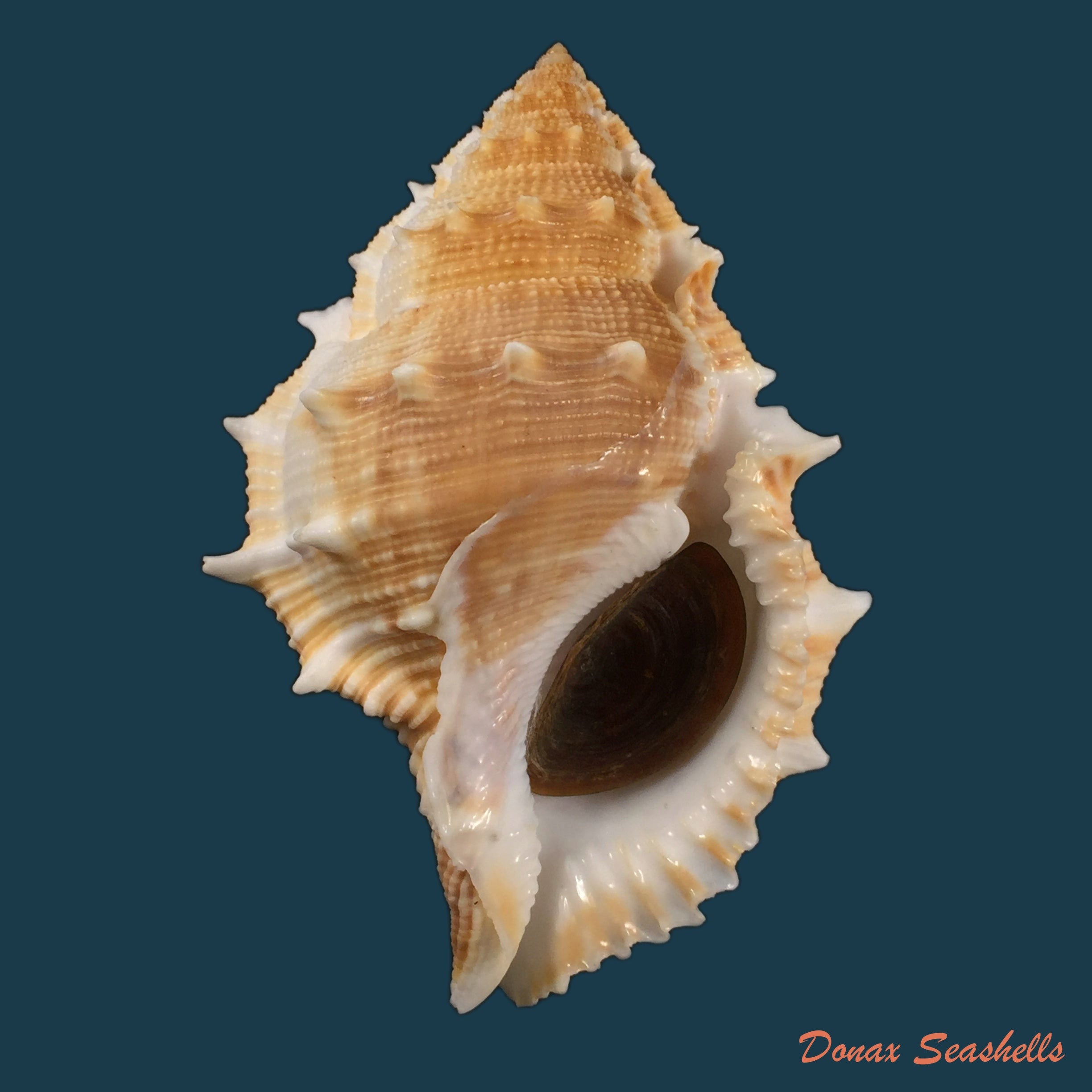 copia-de-bursa-corrugata-ponderosa-reeve-1844-65-7mm