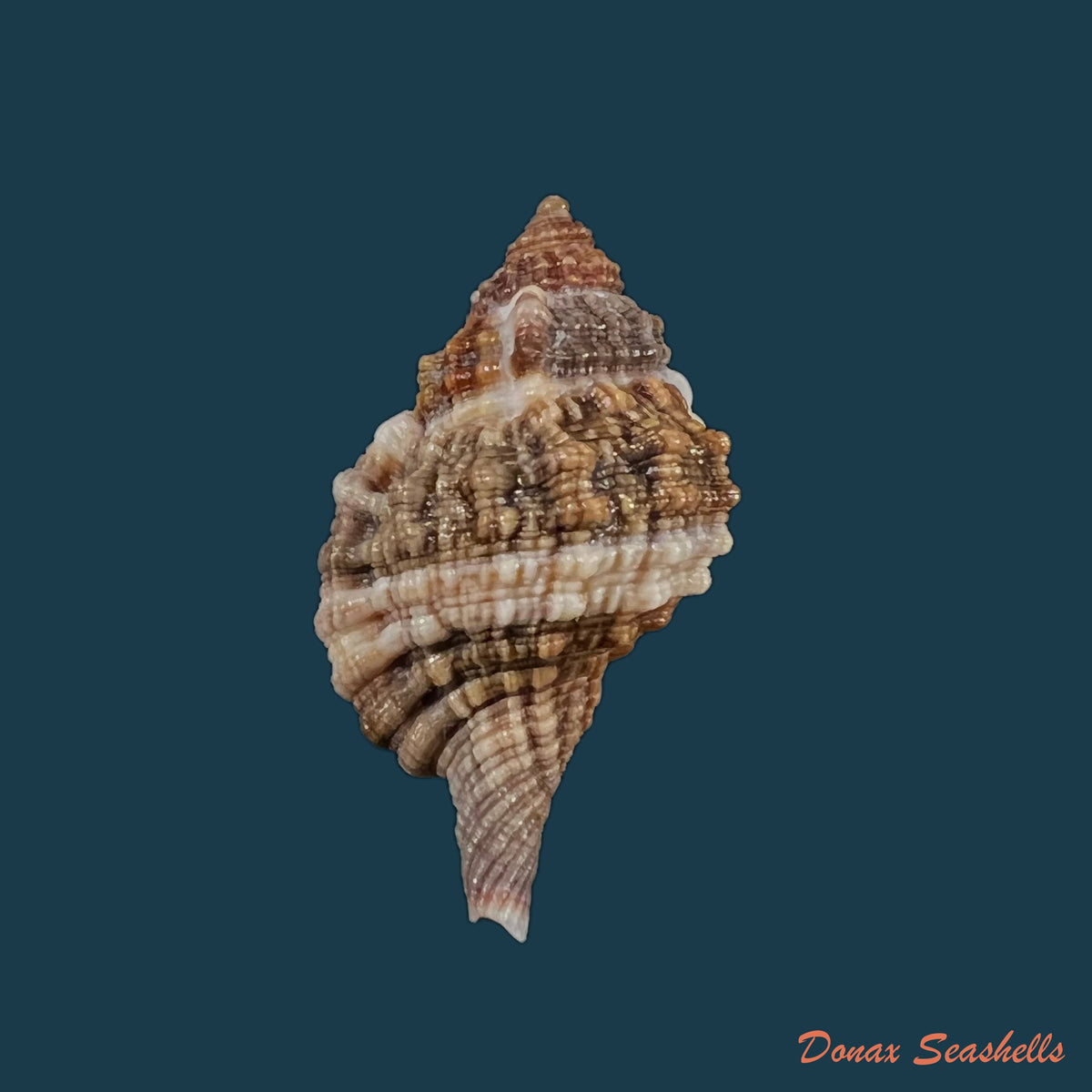 copia-de-cabestana-cutacea-linnaeus-1758-38-6mm