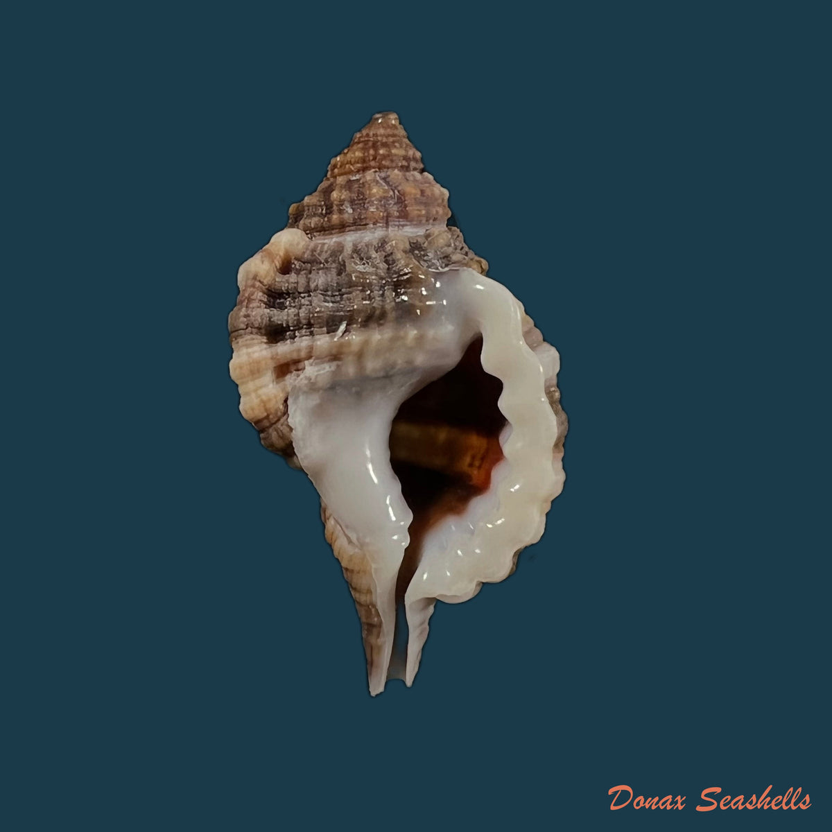 copia-de-cabestana-cutacea-linnaeus-1758-38-6mm