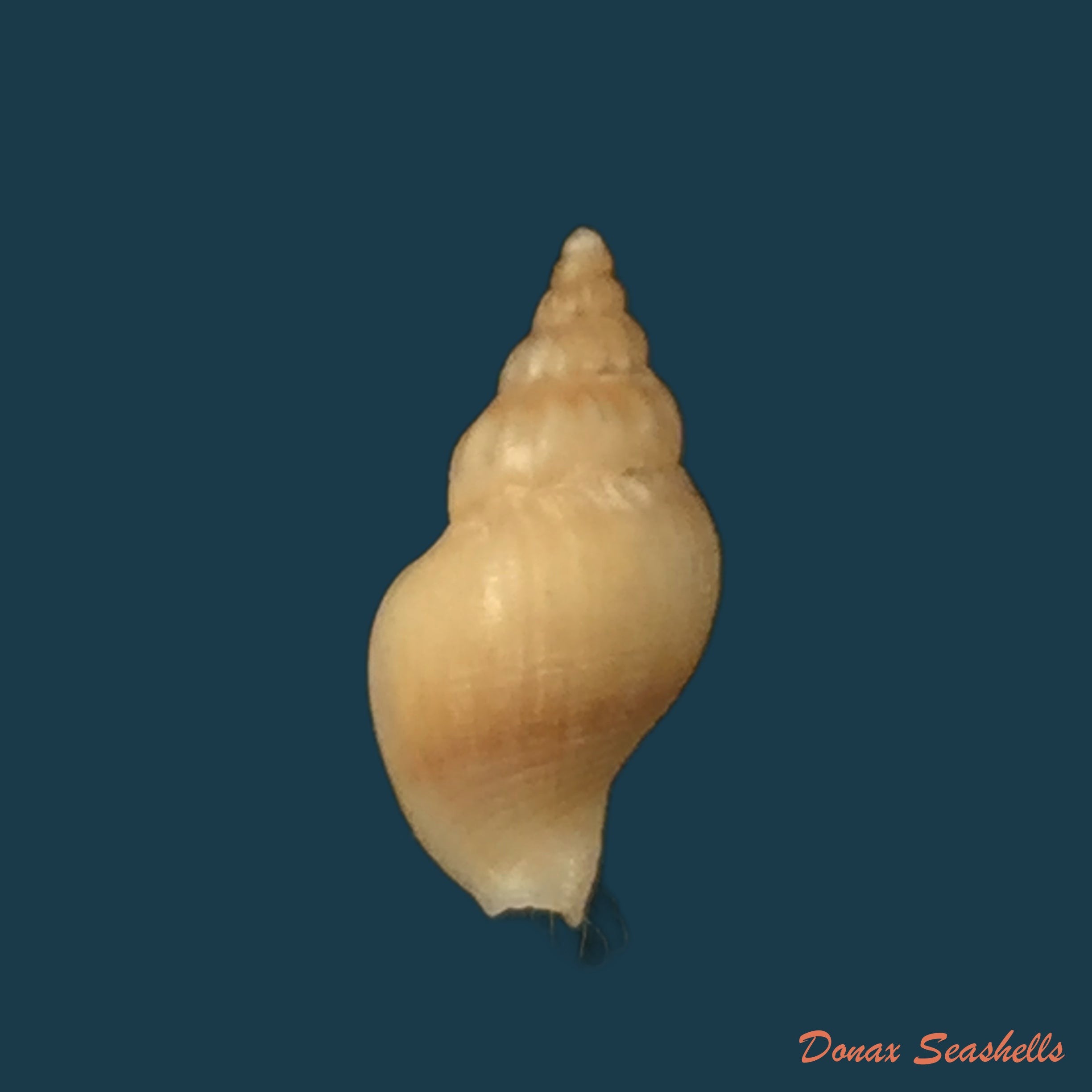 copia-de-caducifer-nigrocostatus-reeve-1846-20-3mm