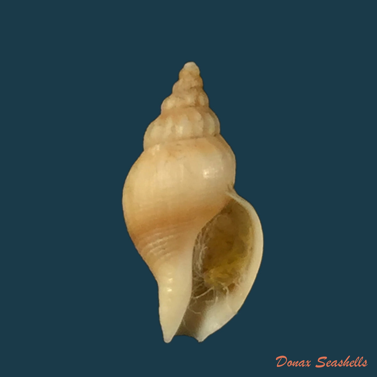 copia-de-caducifer-nigrocostatus-reeve-1846-20-3mm