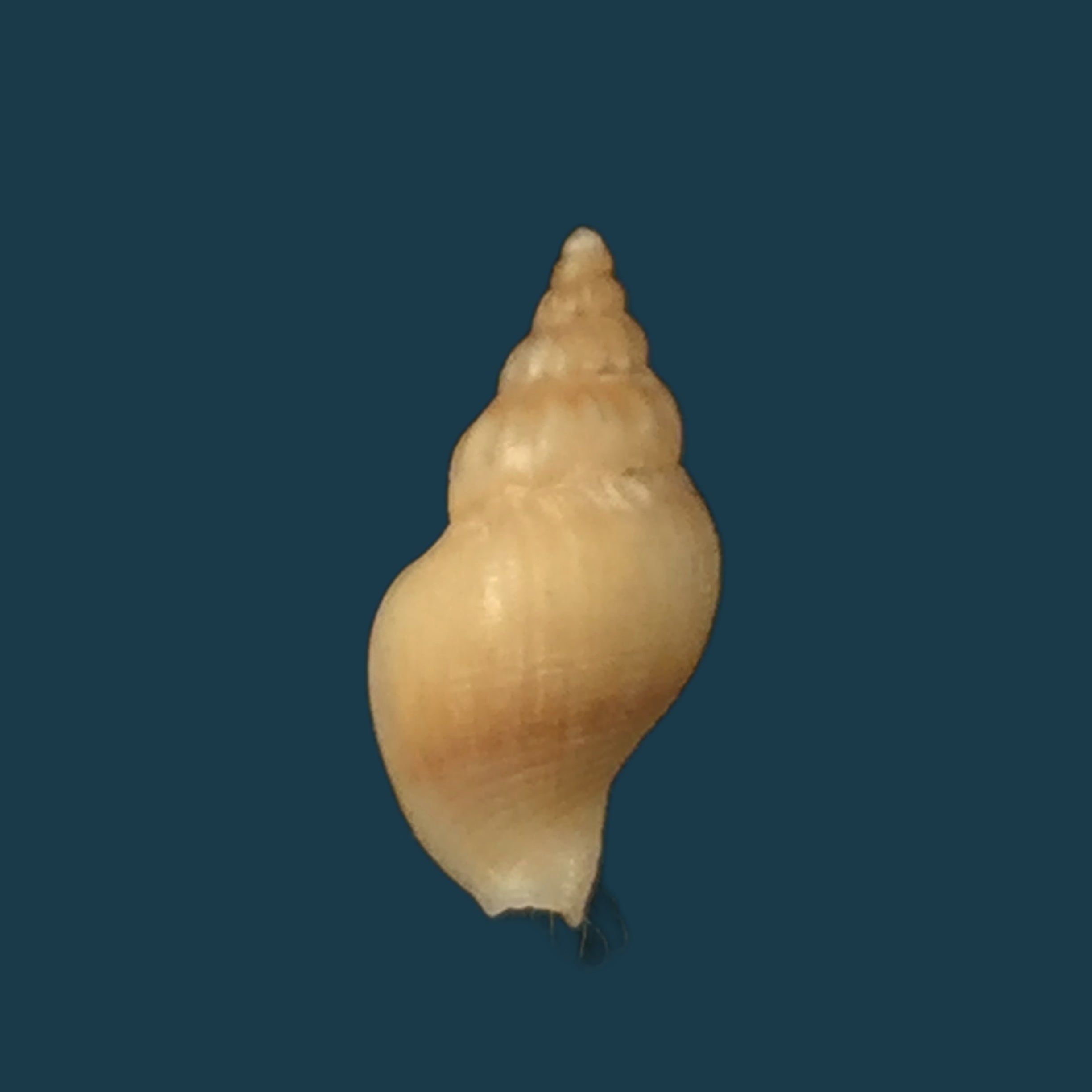Pareuthria powelli Cernohorsky, 1977 - 13,6毫米
