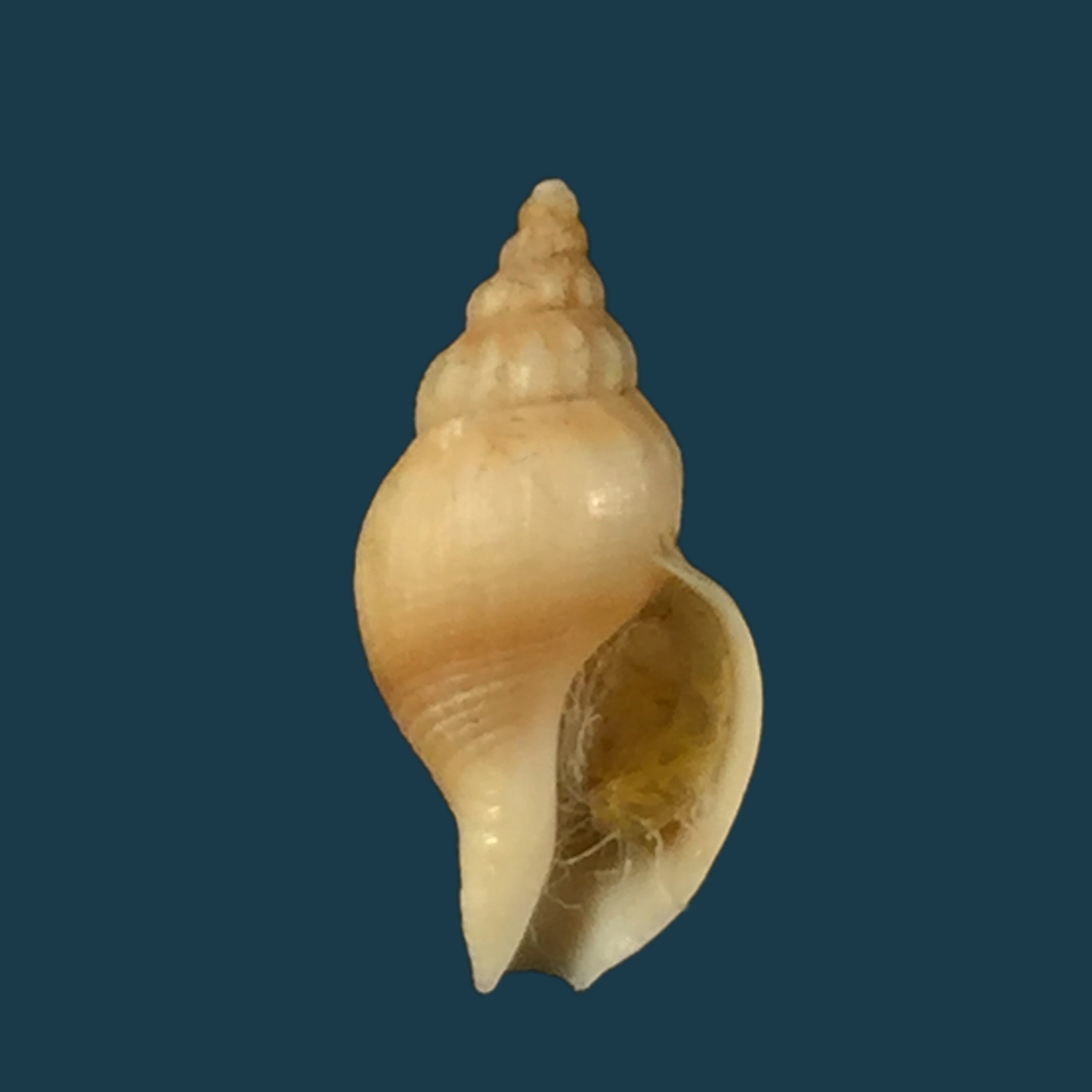Pareuthria powelli Cernohorsky, 1977 - 13,6毫米